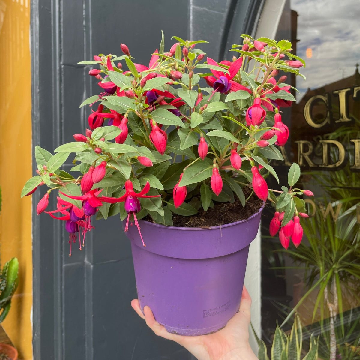 Fuchsia 'Tom Thumb'