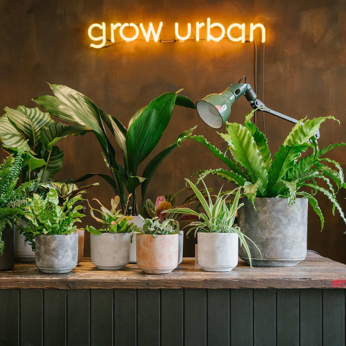grow urban. Gift Card - grow urban. UK