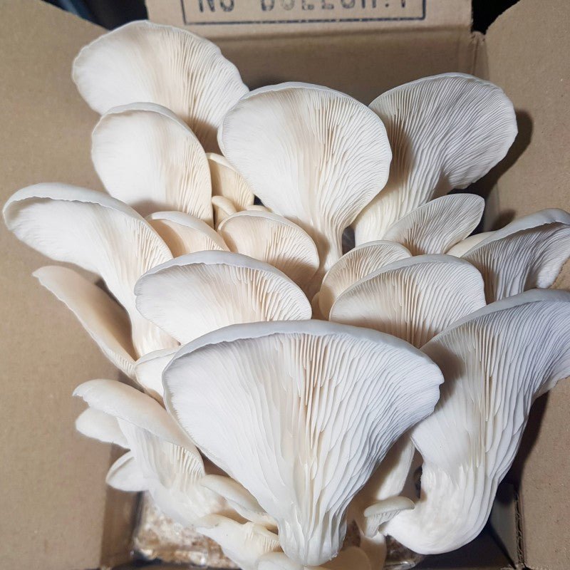Grow Your Own Mushrooms Kit - grow urban. UK