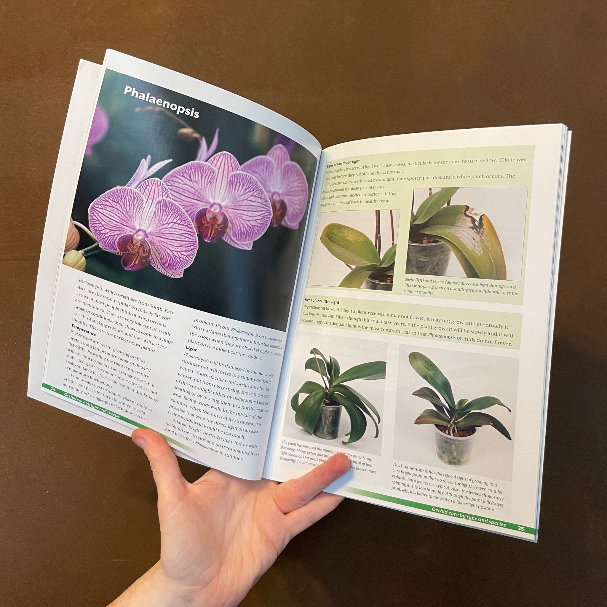 Growing Orchids at Home: The Beginner's Guide - grow urban. UK