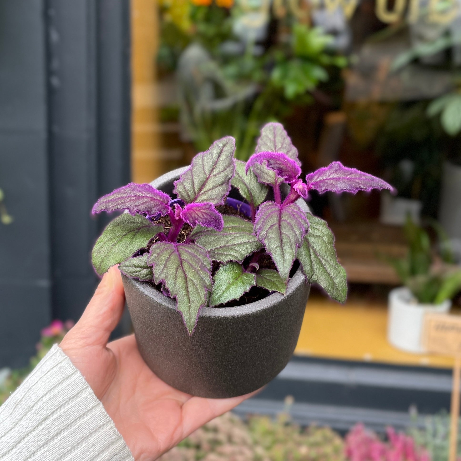 Gynura 'Purple Passion' (7cm pot) - grow urban. UK