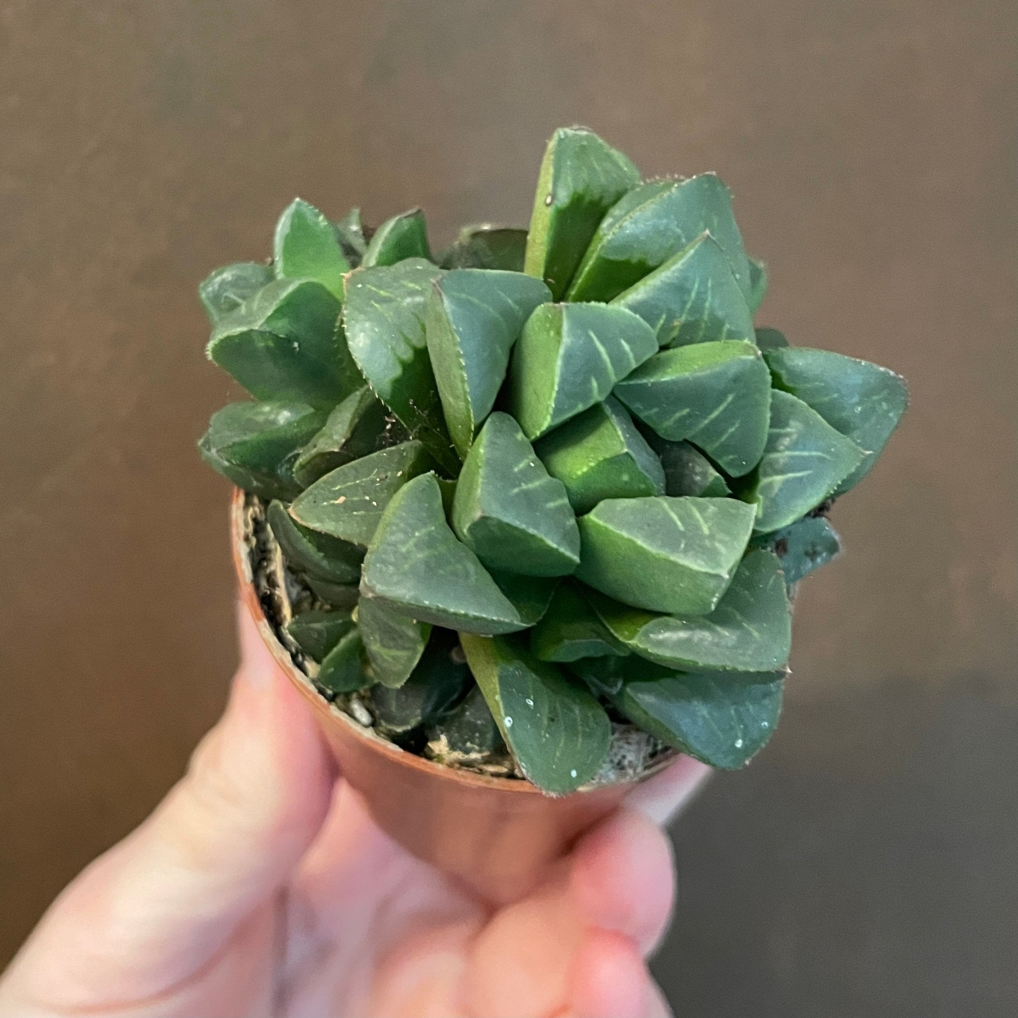 Retusa Where Does H. Retusa Grow? _ Haworthia retusa (Star Cactus): All You ...