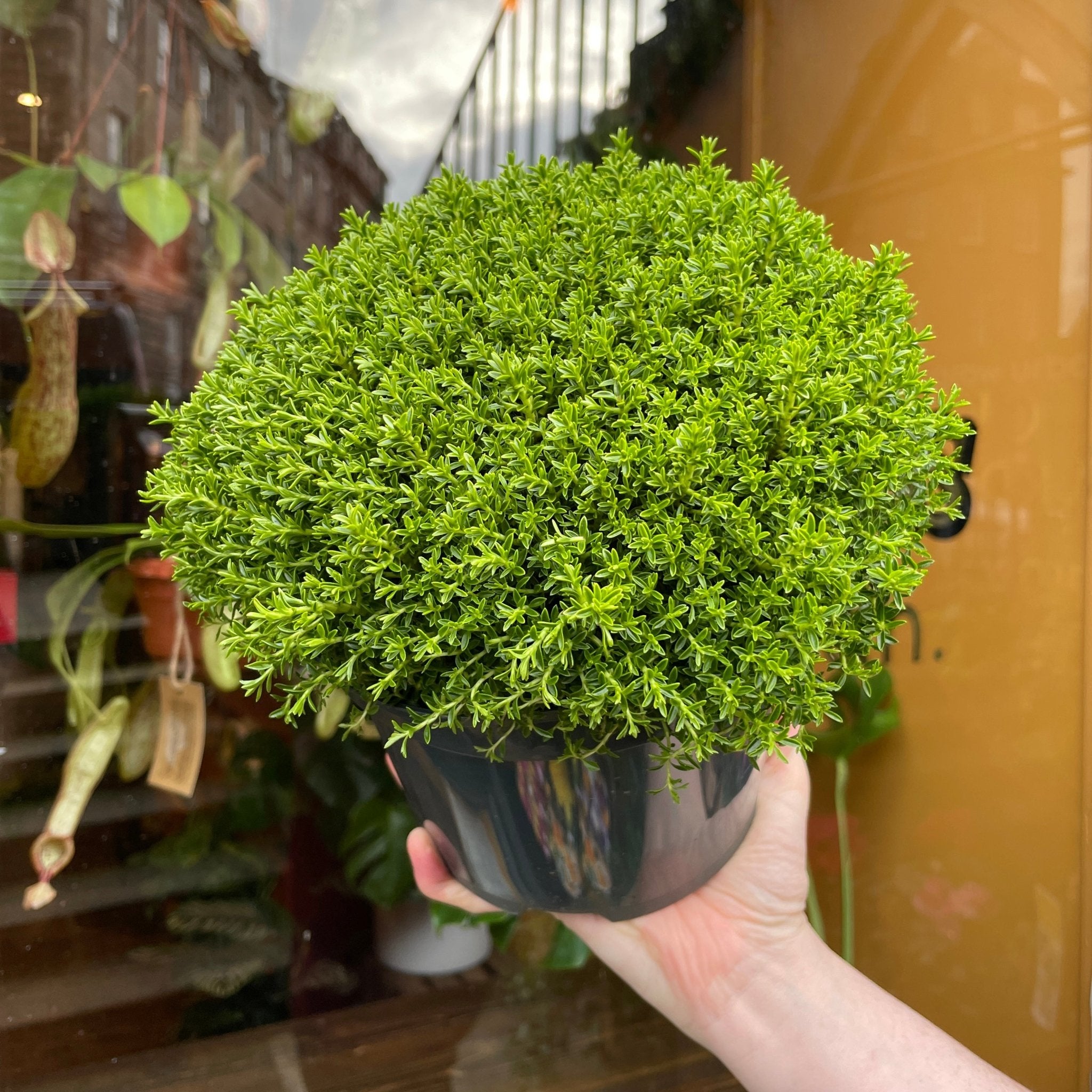 Hebe 'Green Globe' - grow urban. UK