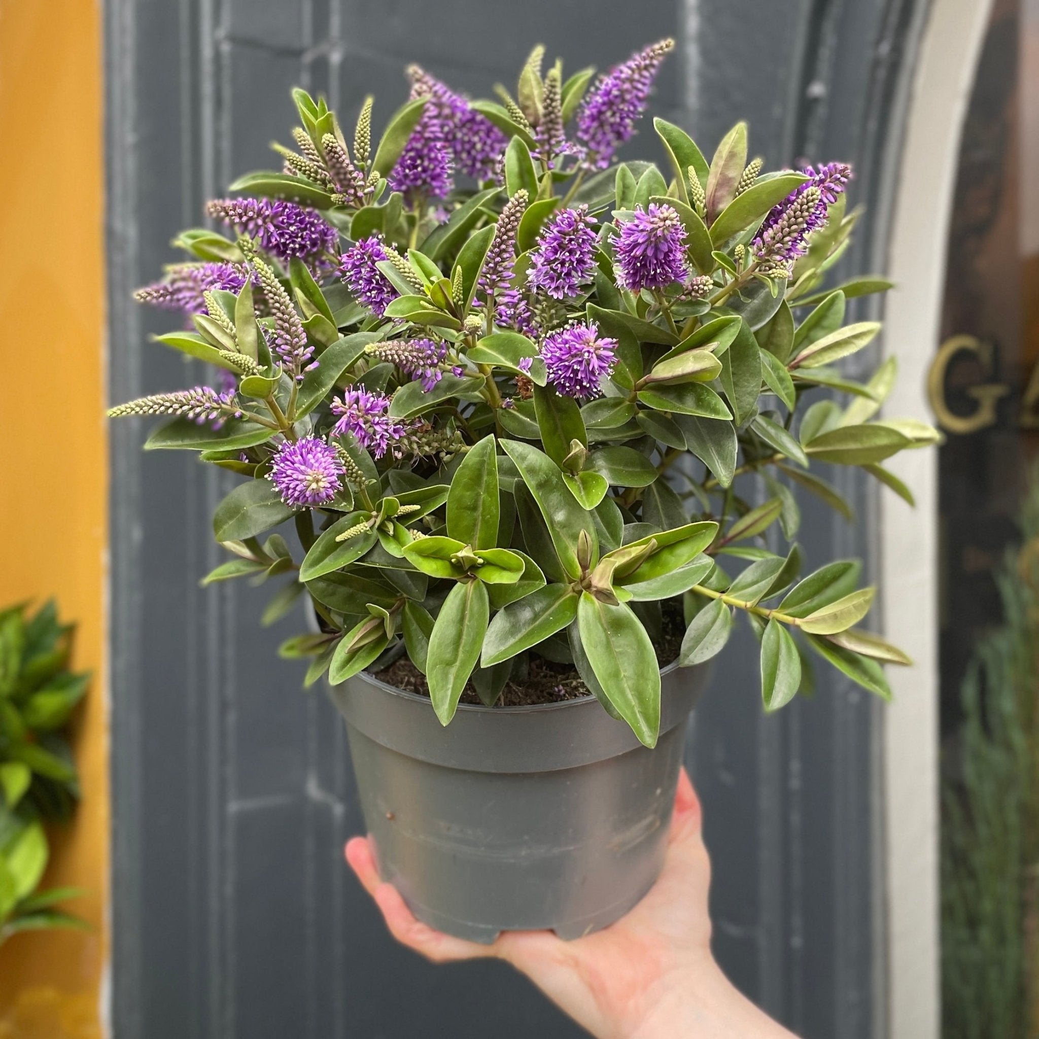 Hebe Hebe 'Mucha Purple' | grow urban. Edinburgh