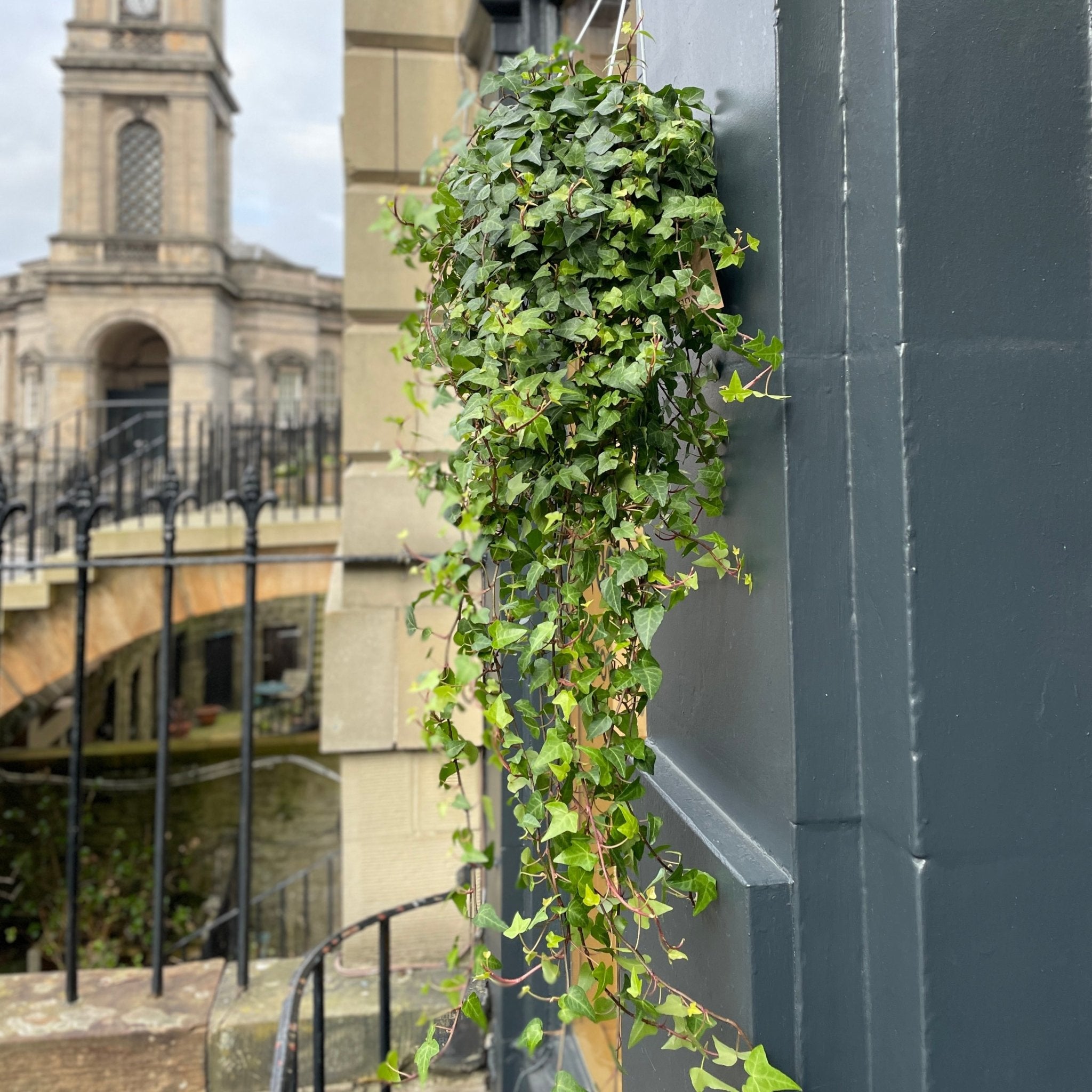 Hedera helix 'Anna' (hangpot) - grow urban. UK