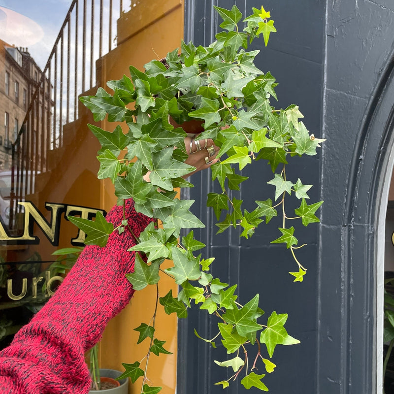 English Ivy helix 'Elja' | grow urban.