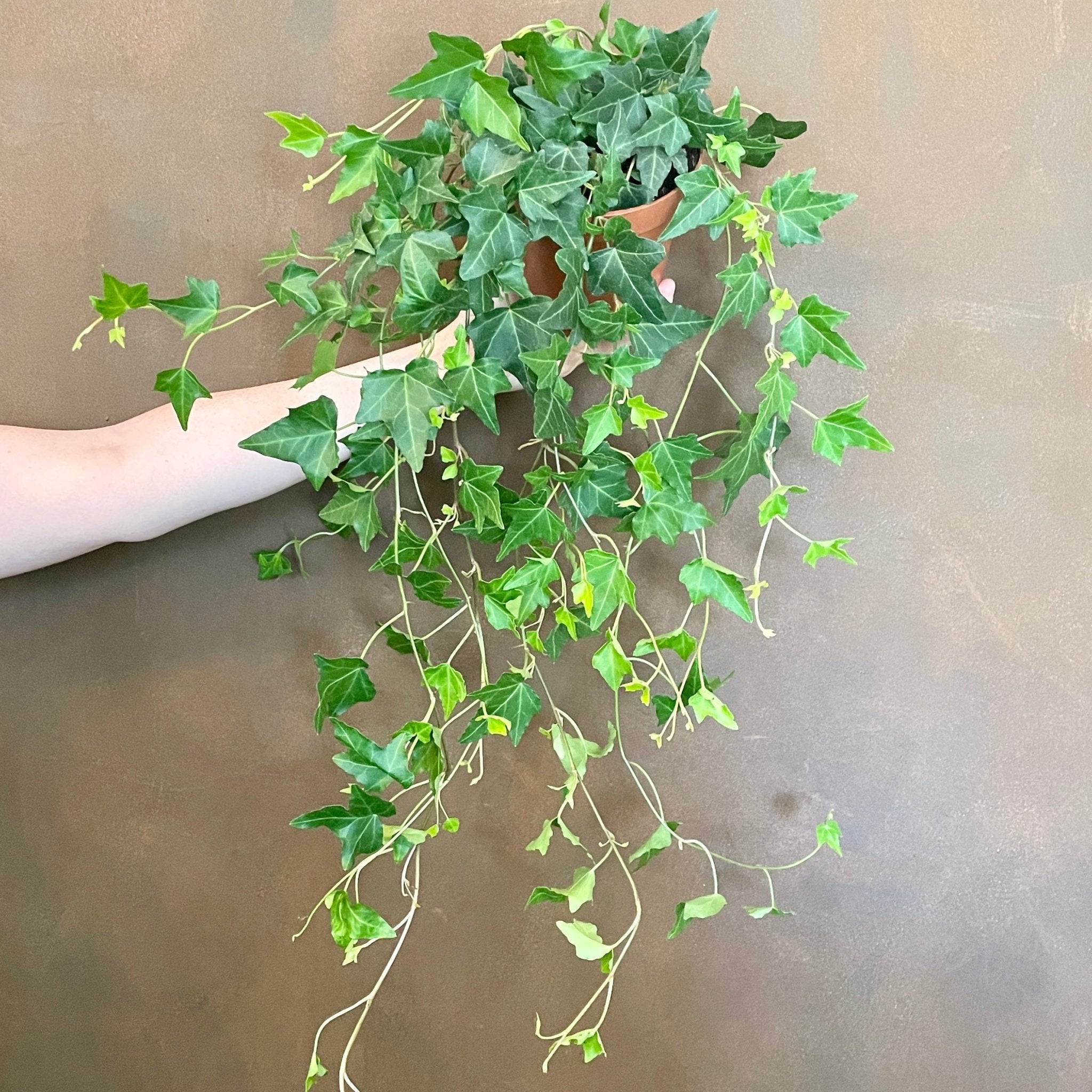 English Ivy | Hedera helix 'Elja' | grow urban. Edinburgh