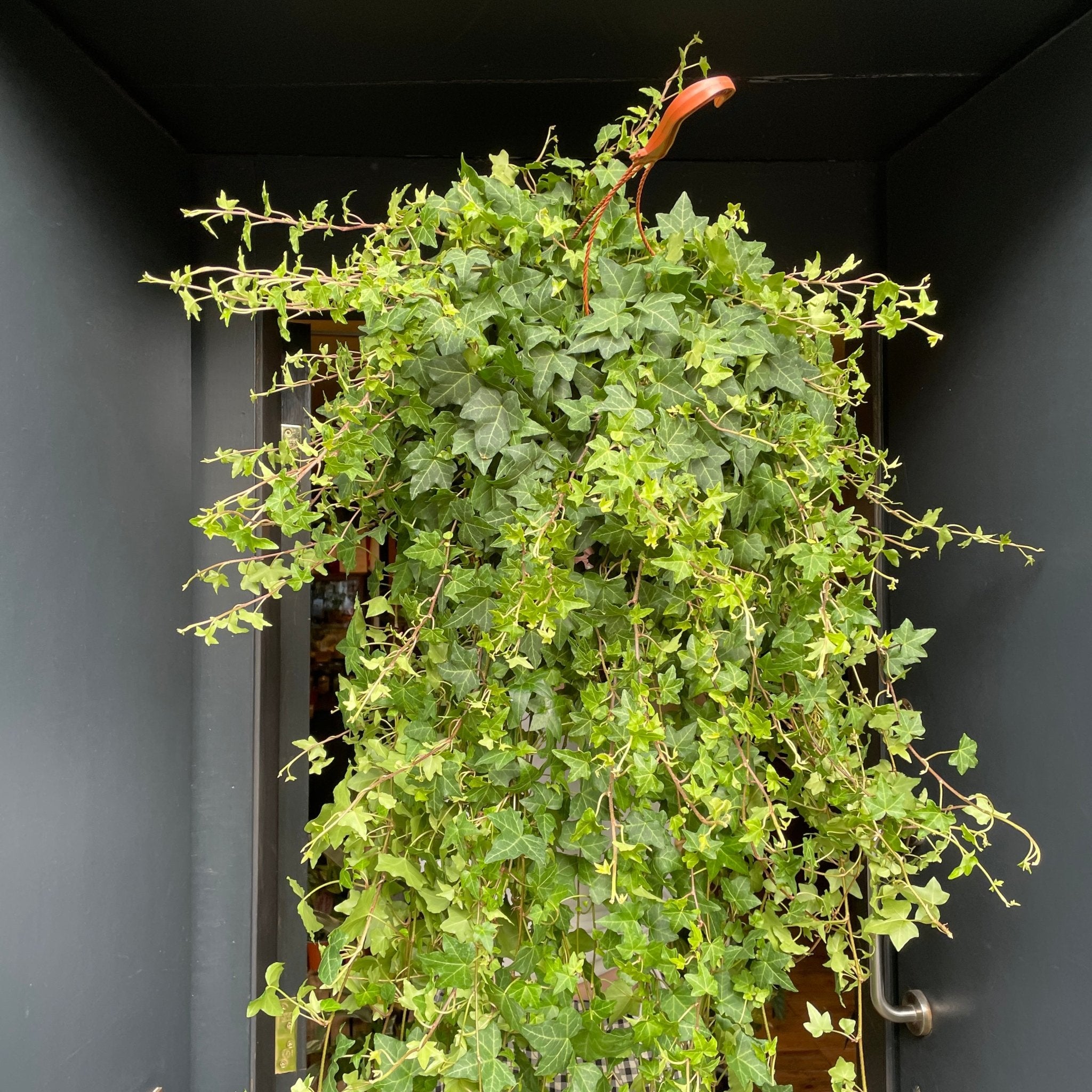 Hedera helix (extra long) - grow urban. UK