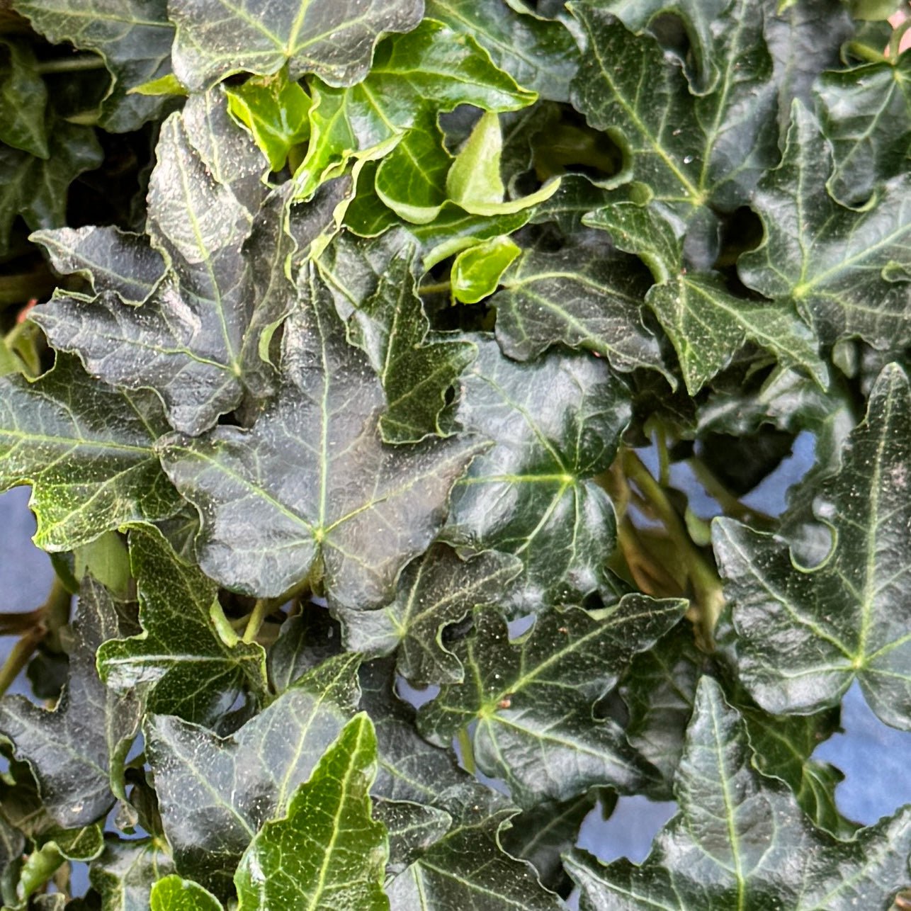 Hedera helix 'Ivalace' - grow urban. UK