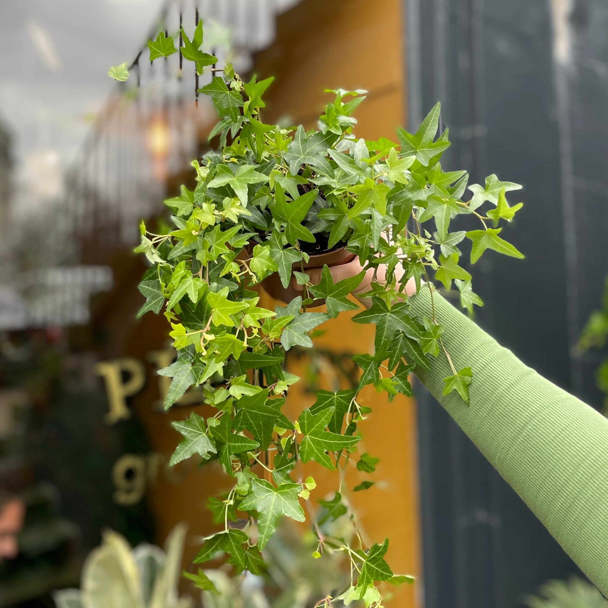 Hedera helix 'Jacobine' - grow urban. UK