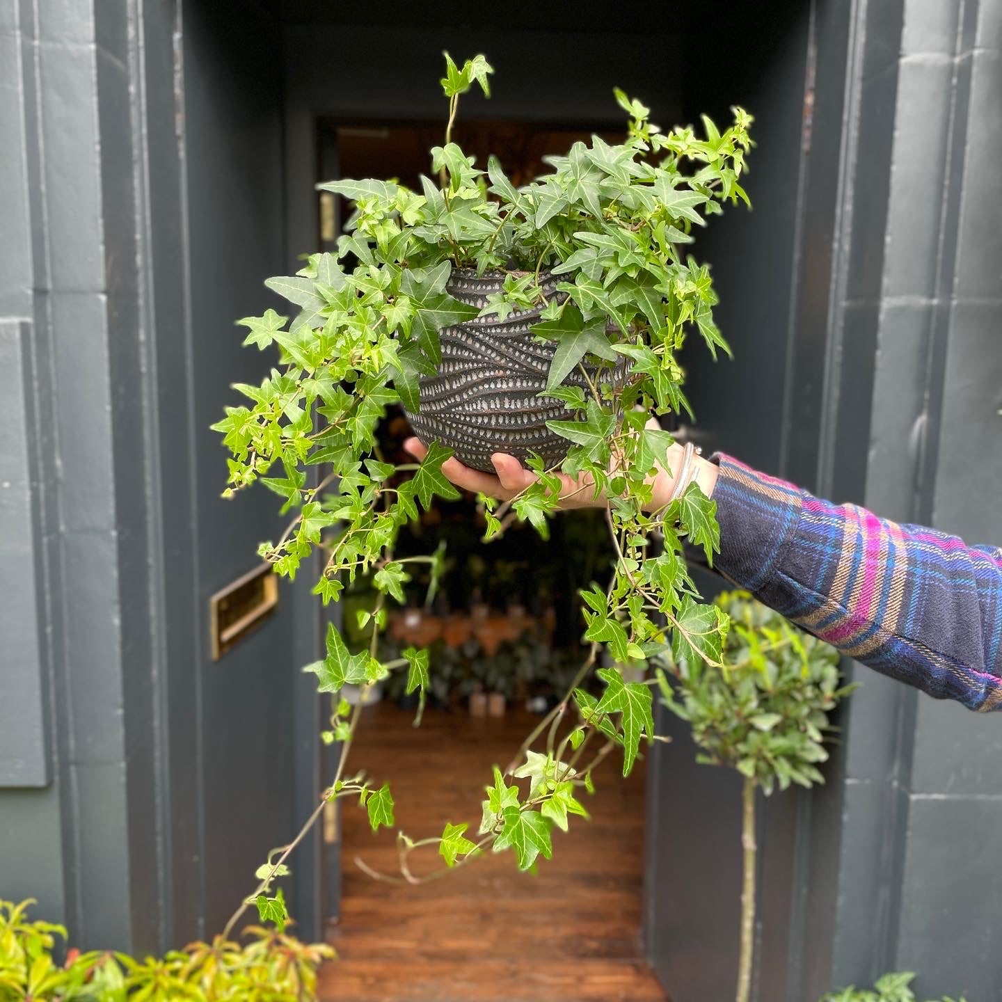 Hedera helix 'Jacobine' - grow urban. UK