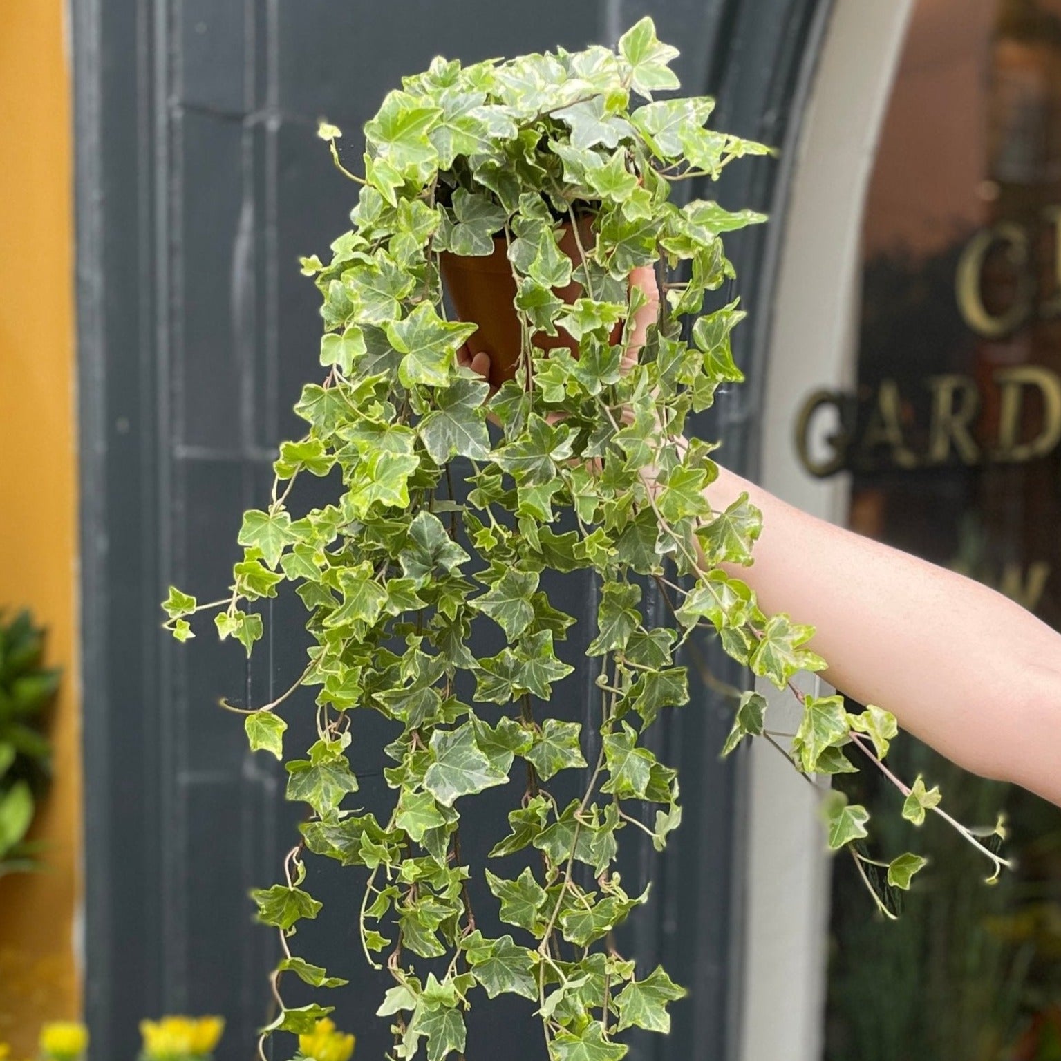 Hedera helix 'Mint Kolibri' - grow urban. UK