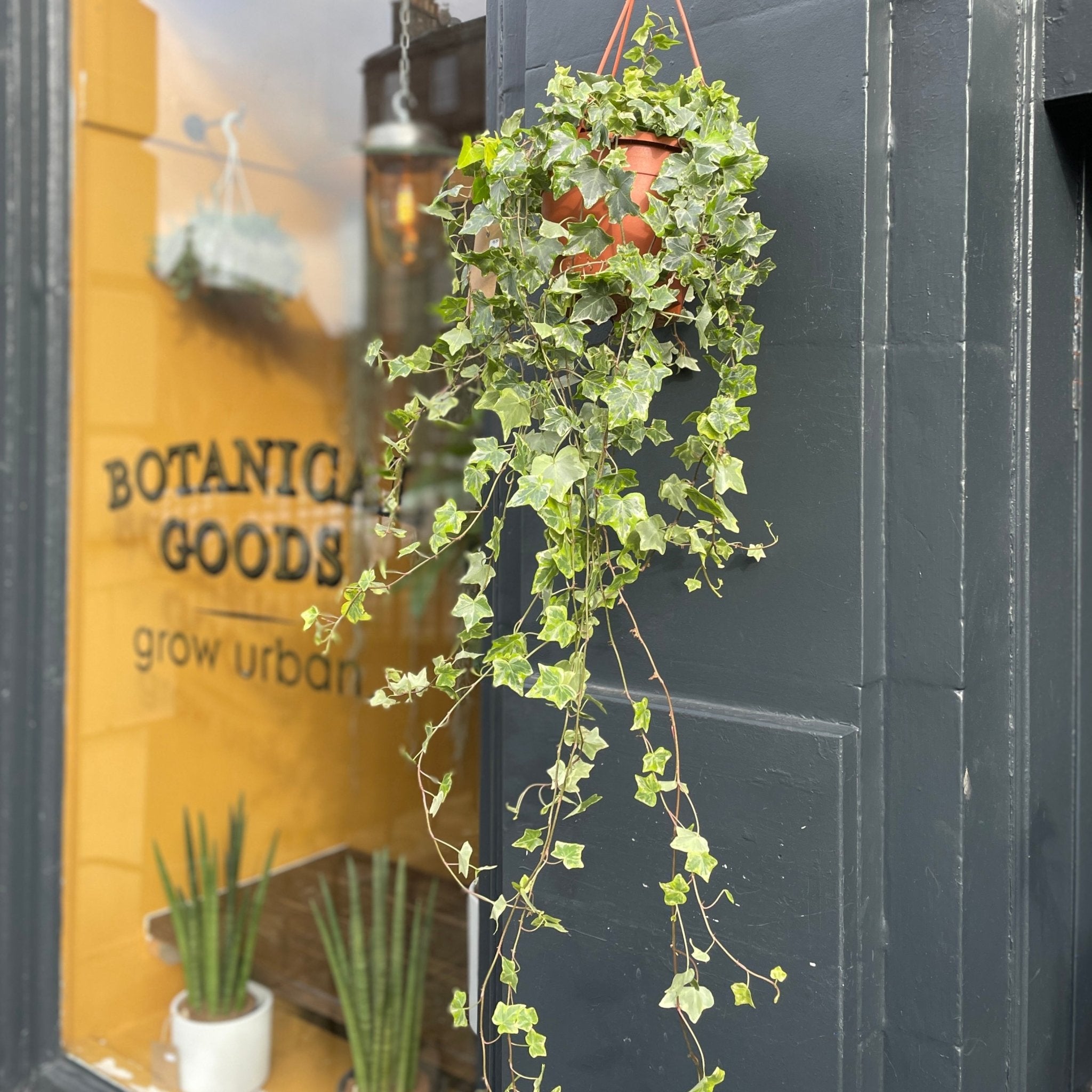 Hedera helix 'Mint Kolibri' (hangpot) - grow urban. UK