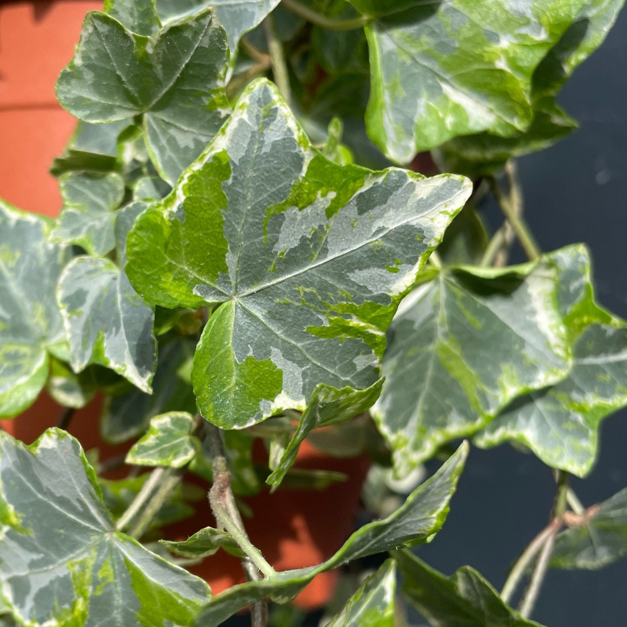 Hedera helix 'Mint Kolibri' (hangpot) - grow urban. UK