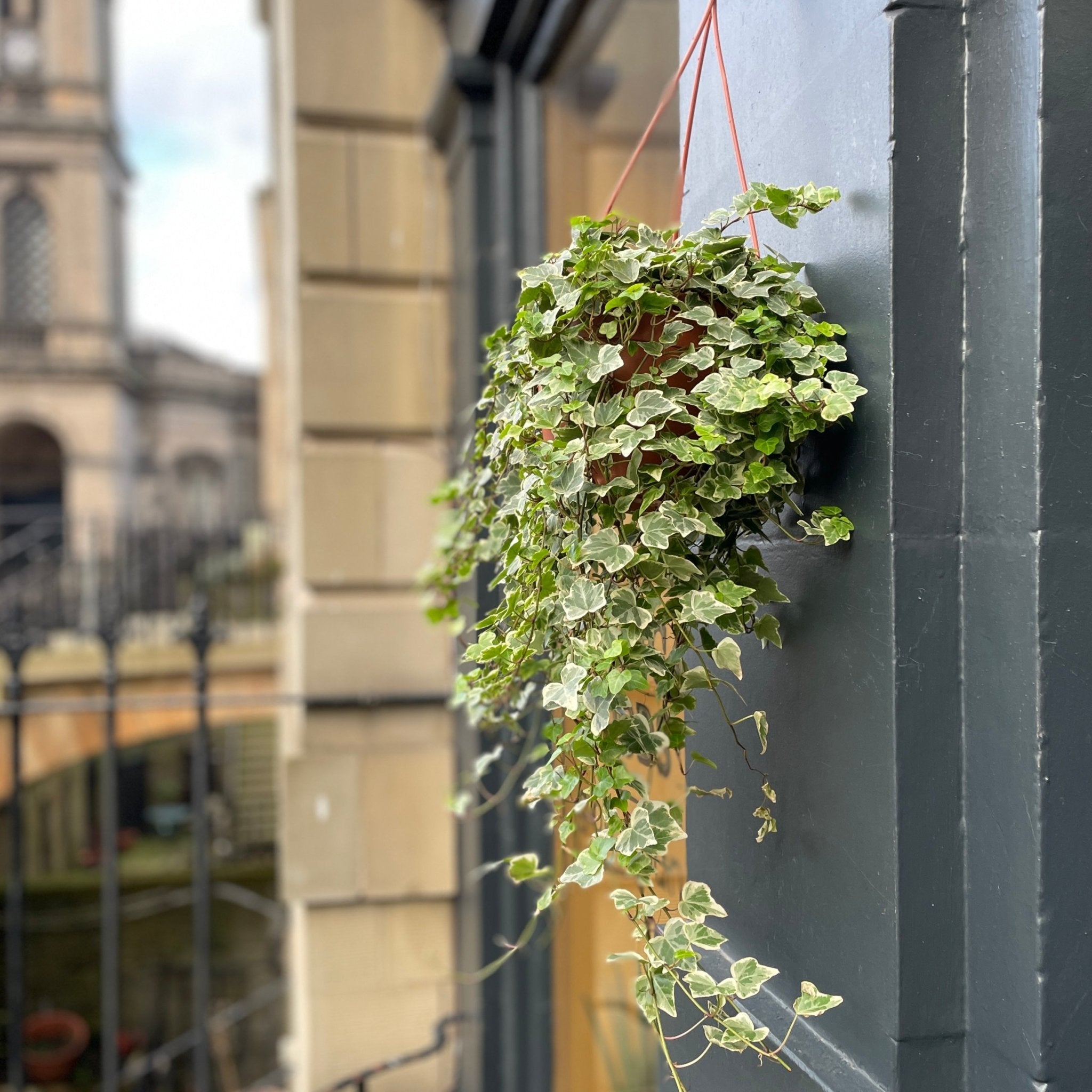 Hedera helix 'White Wonder' (hangpot) - grow urban. UK