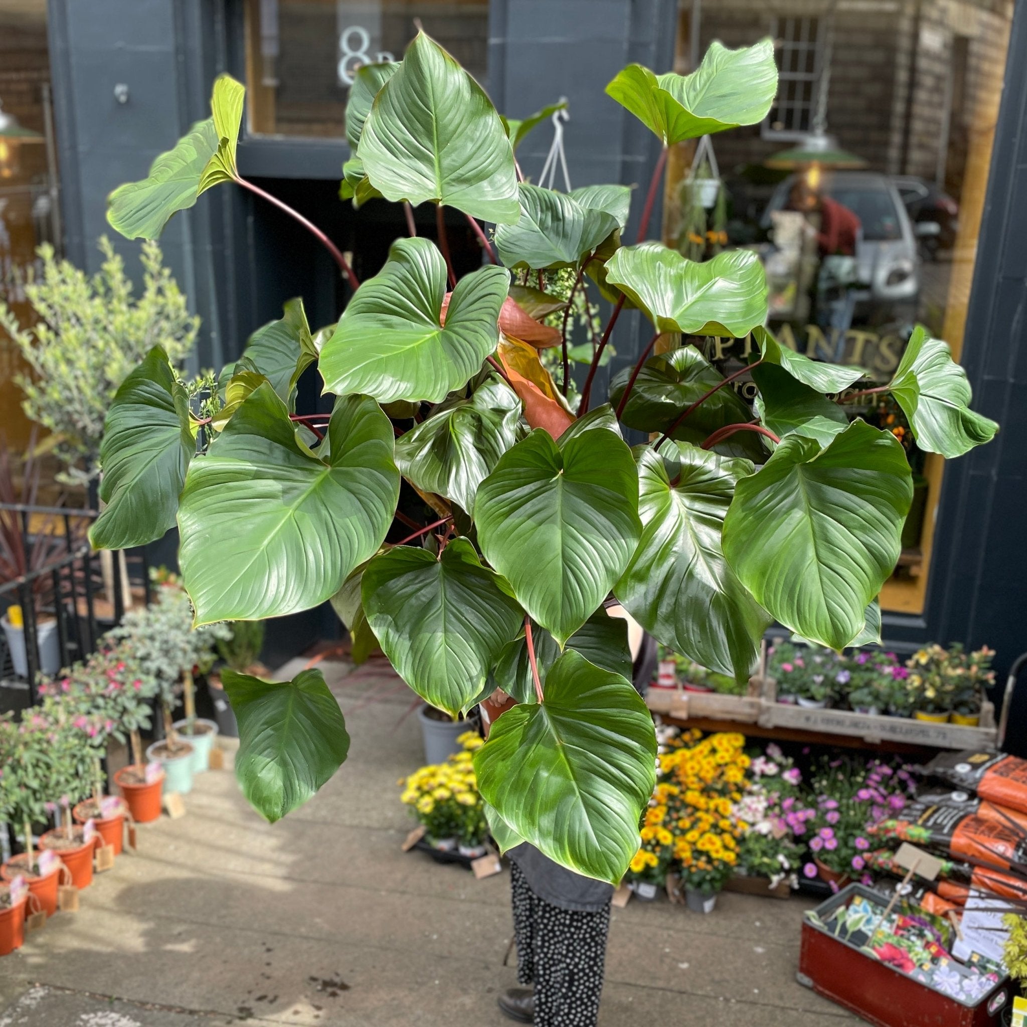 Homalomena ‘Maggy’ (34cm pot) - grow urban. UK