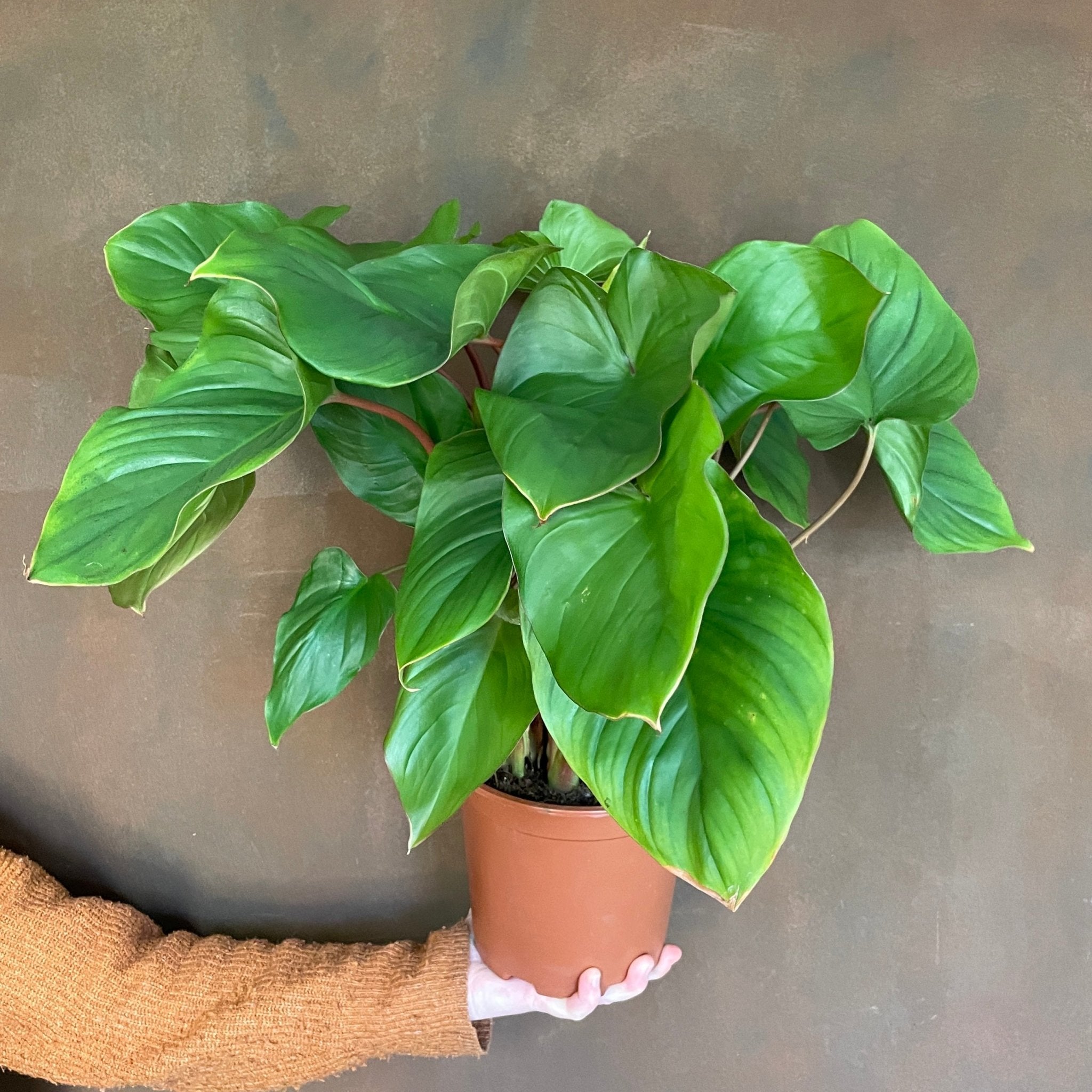 Homalomena rubescens ‘Maggy’ (19cm pot) - grow urban. UK