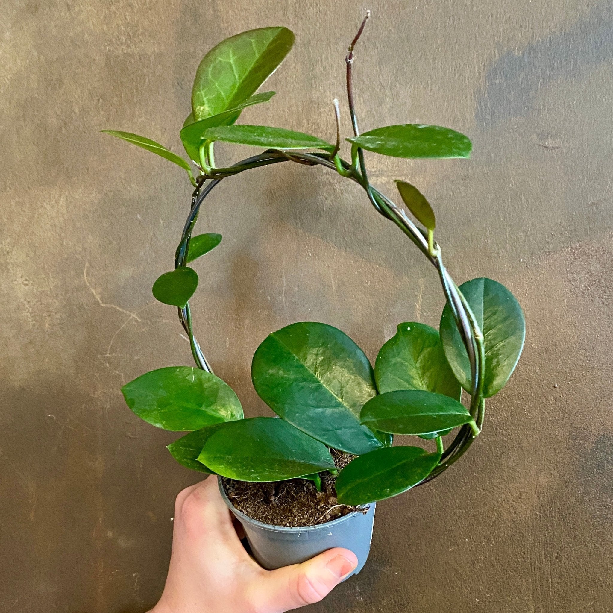Hoya australis (8.5cm pot with hoop) - grow urban. UK