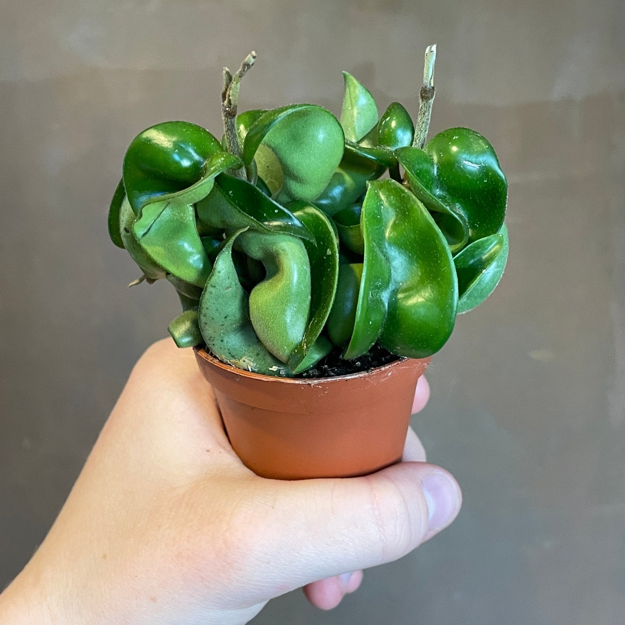 Hoya carnosa ‘Compacta’ (6cm pot) - grow urban. UK