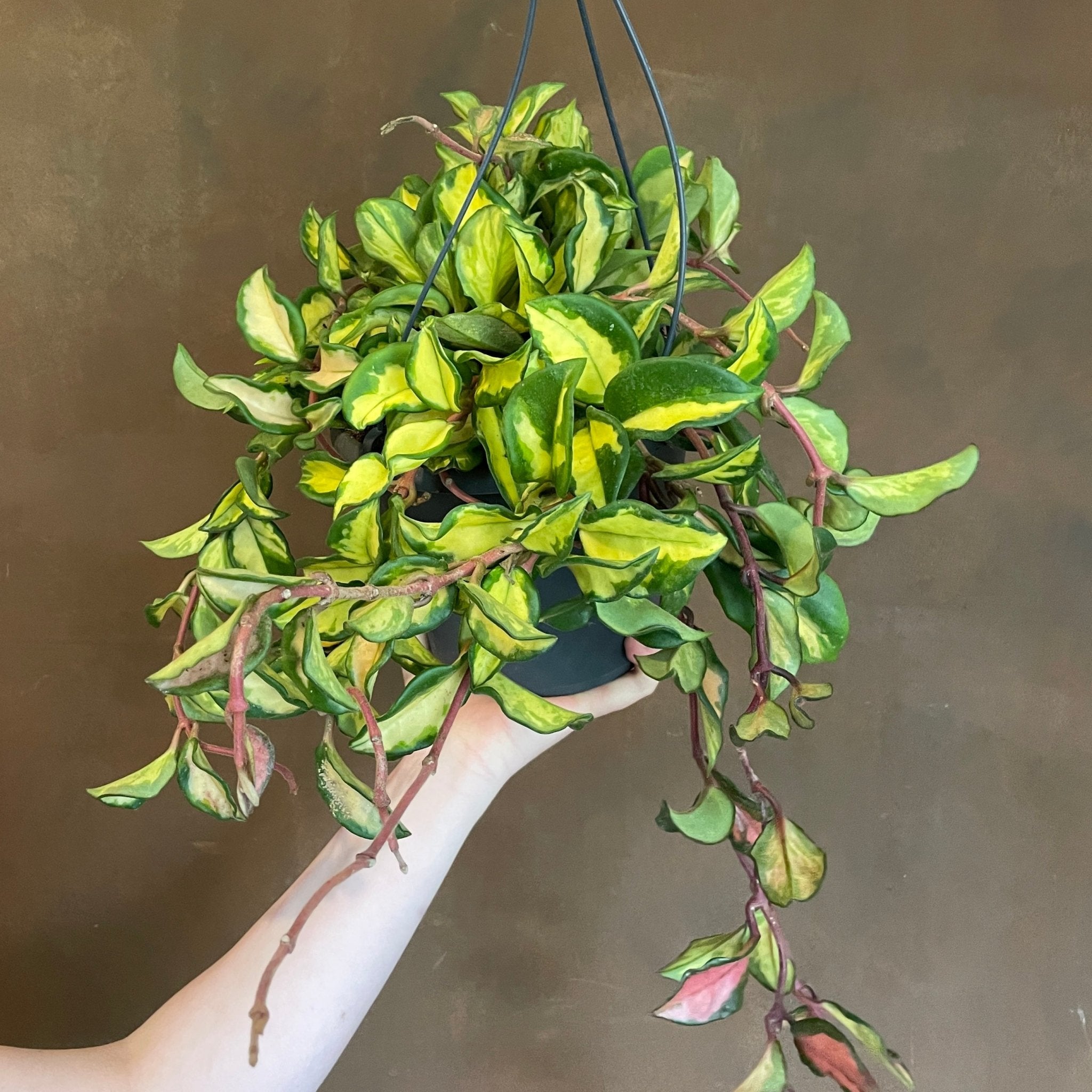 Hoya carnosa ‘Tricolor’ (19cm hangpot) - grow urban. UK