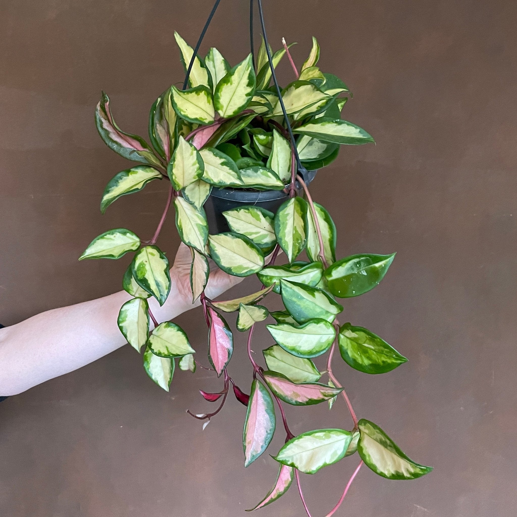 Hoya carnosa ‘Tricolor’ (hangpot) - grow urban. UK