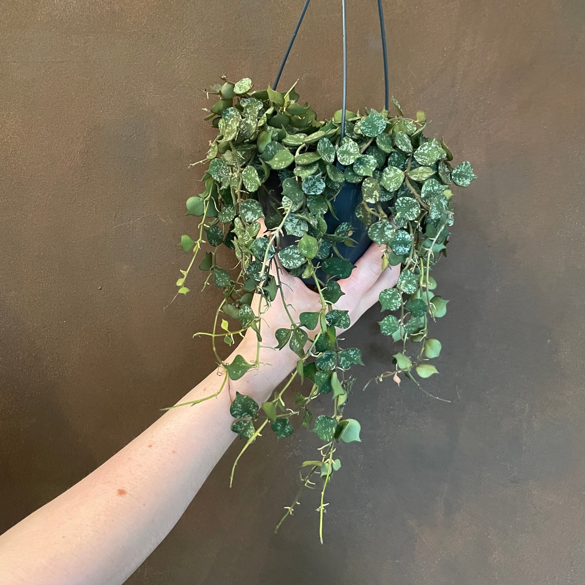 Hoya curtisii (14cm hangpot) - grow urban. UK