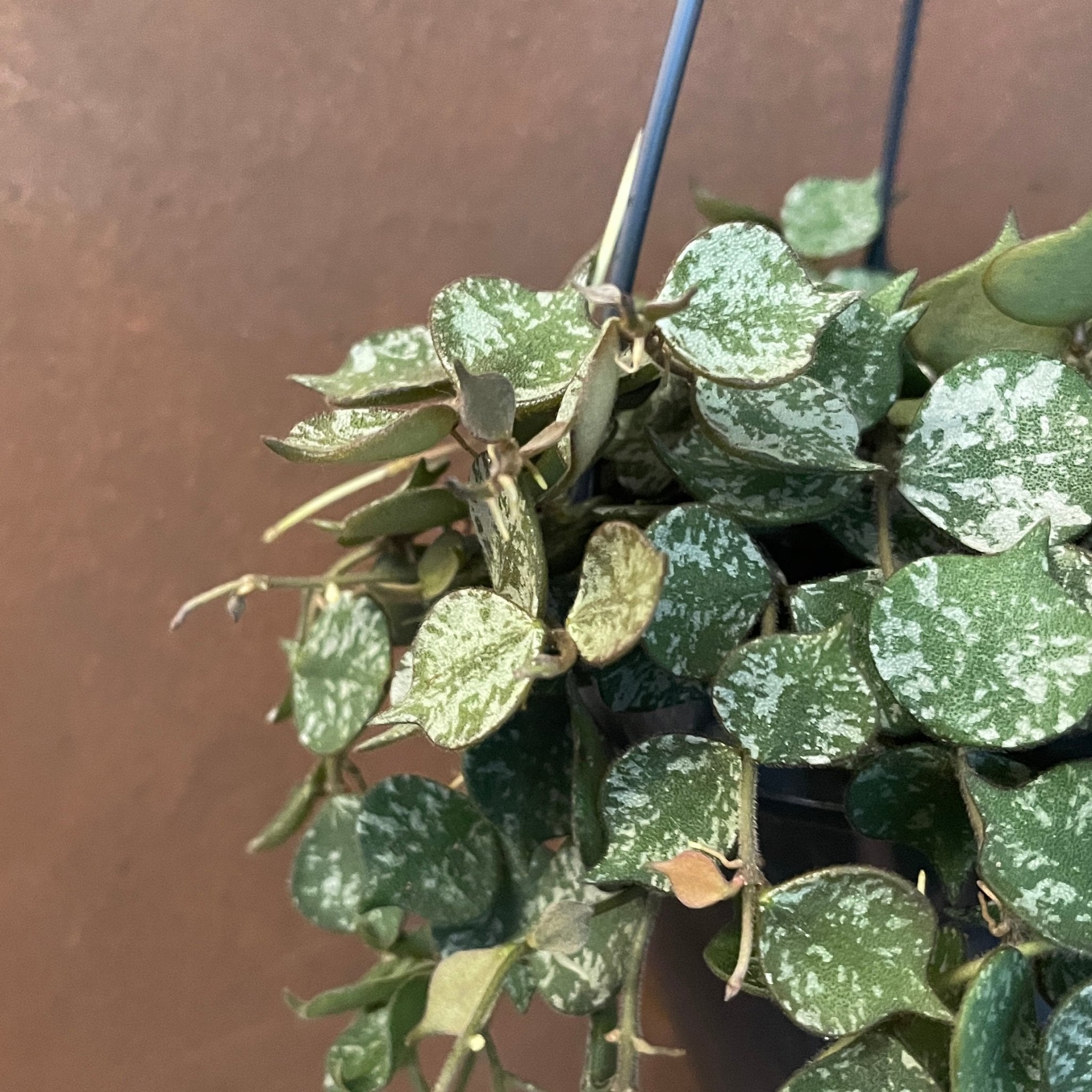 Hoya curtisii (14cm hangpot) - grow urban. UK