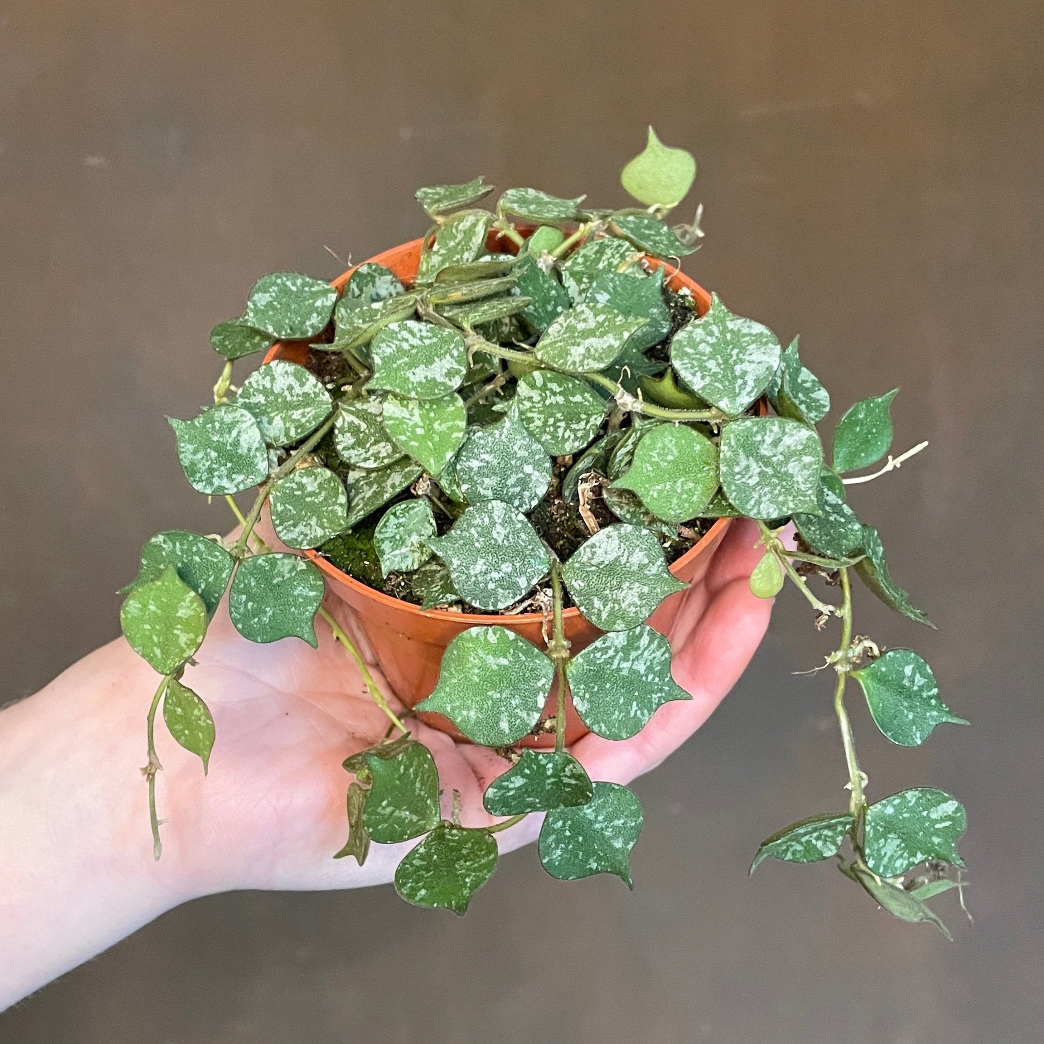 Hoya curtisii (9cm pot) - grow urban. UK