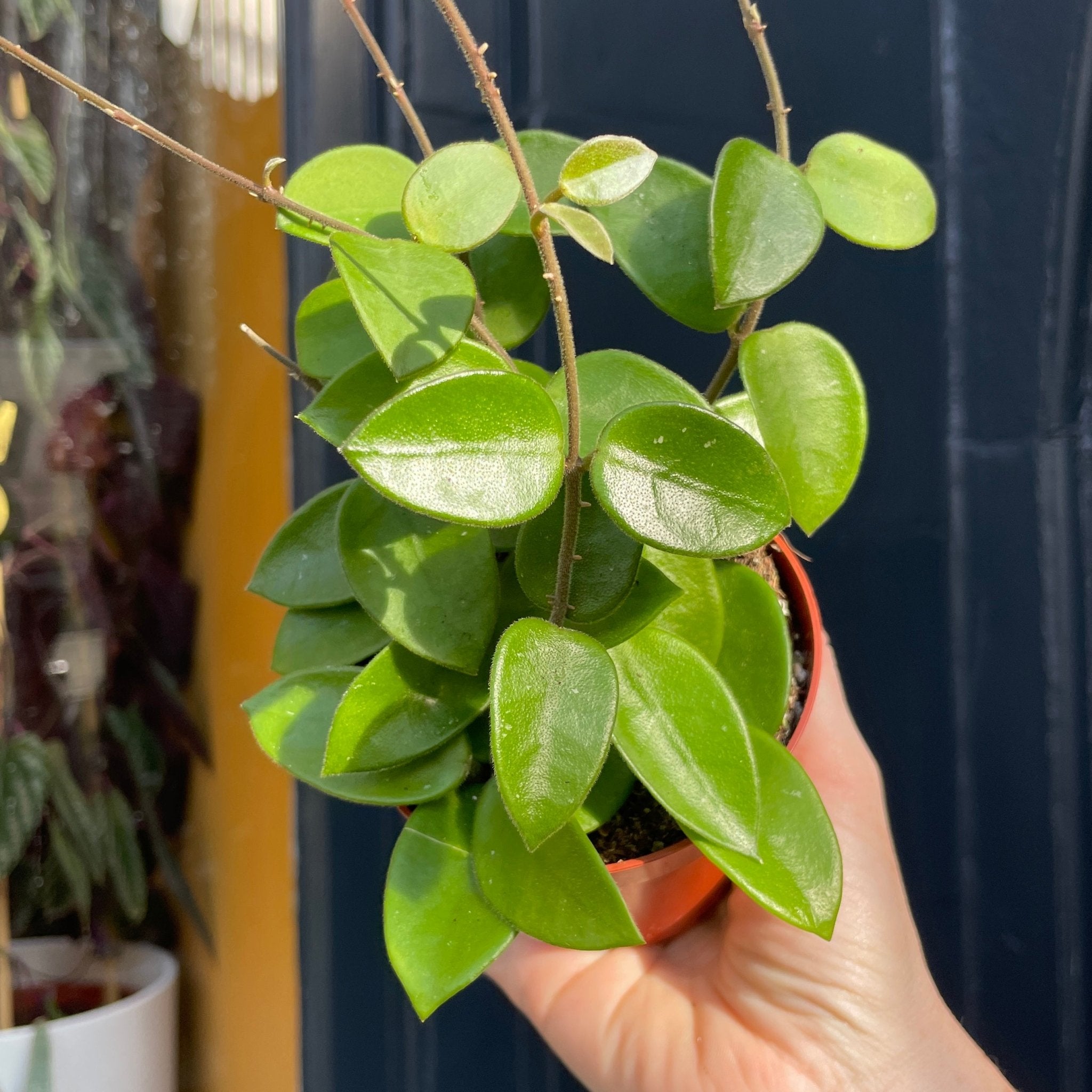 Hoya 'Chouke' | grow urban. Edinburgh