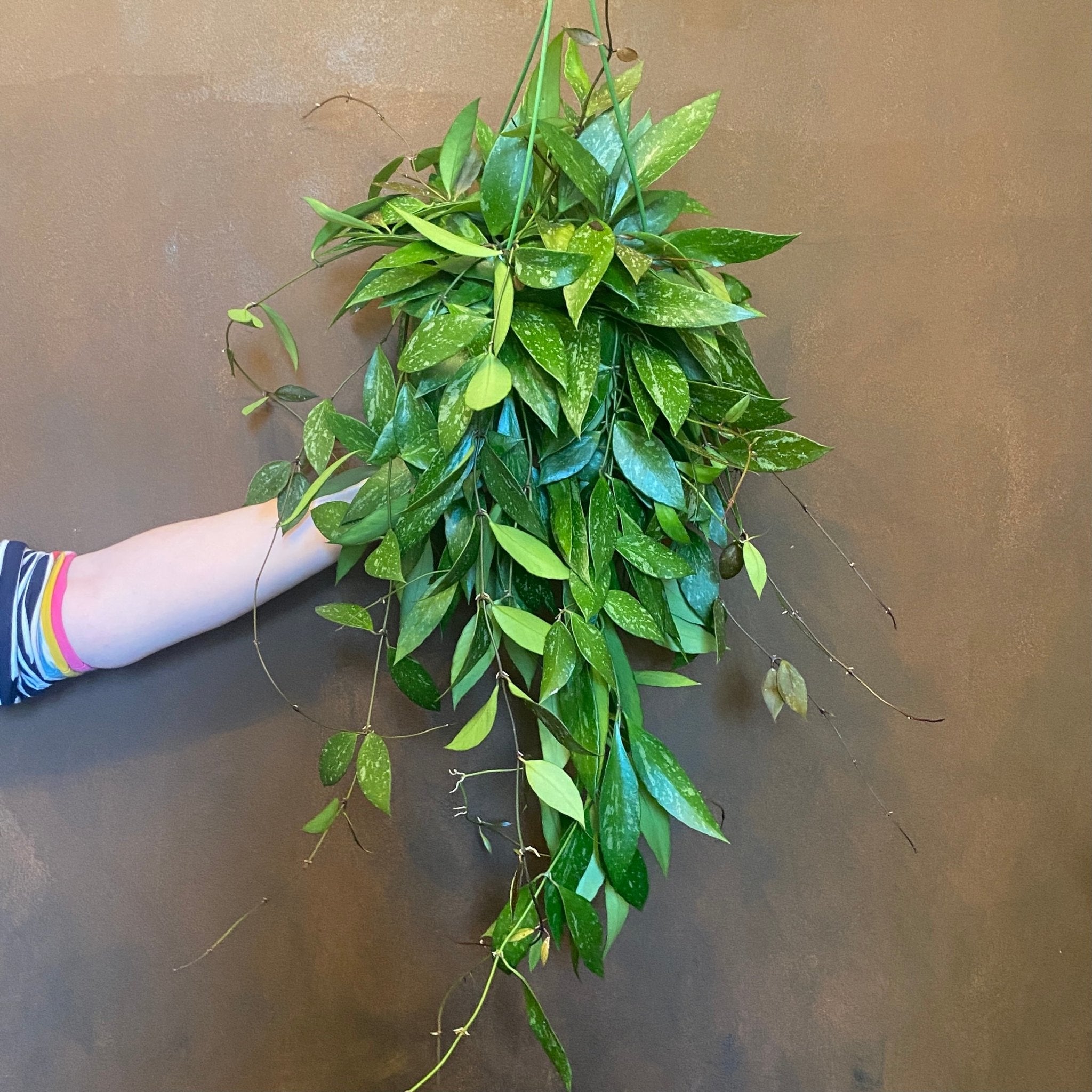 Hoya gracilis (14cm hangpot/60cm length) - grow urban. UK