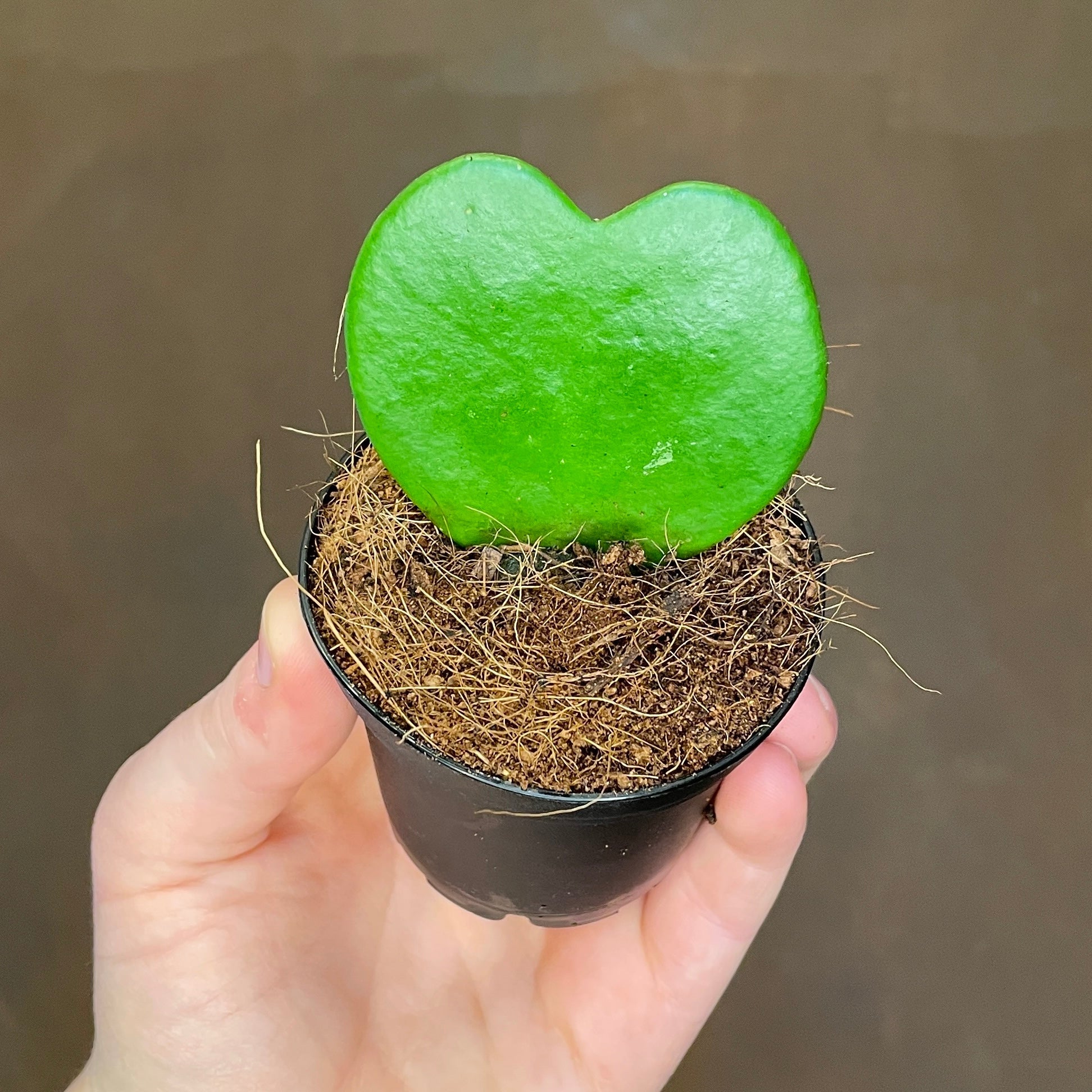 Hoya kerrii (Single Leaf) (7cm pot) - grow urban. UK