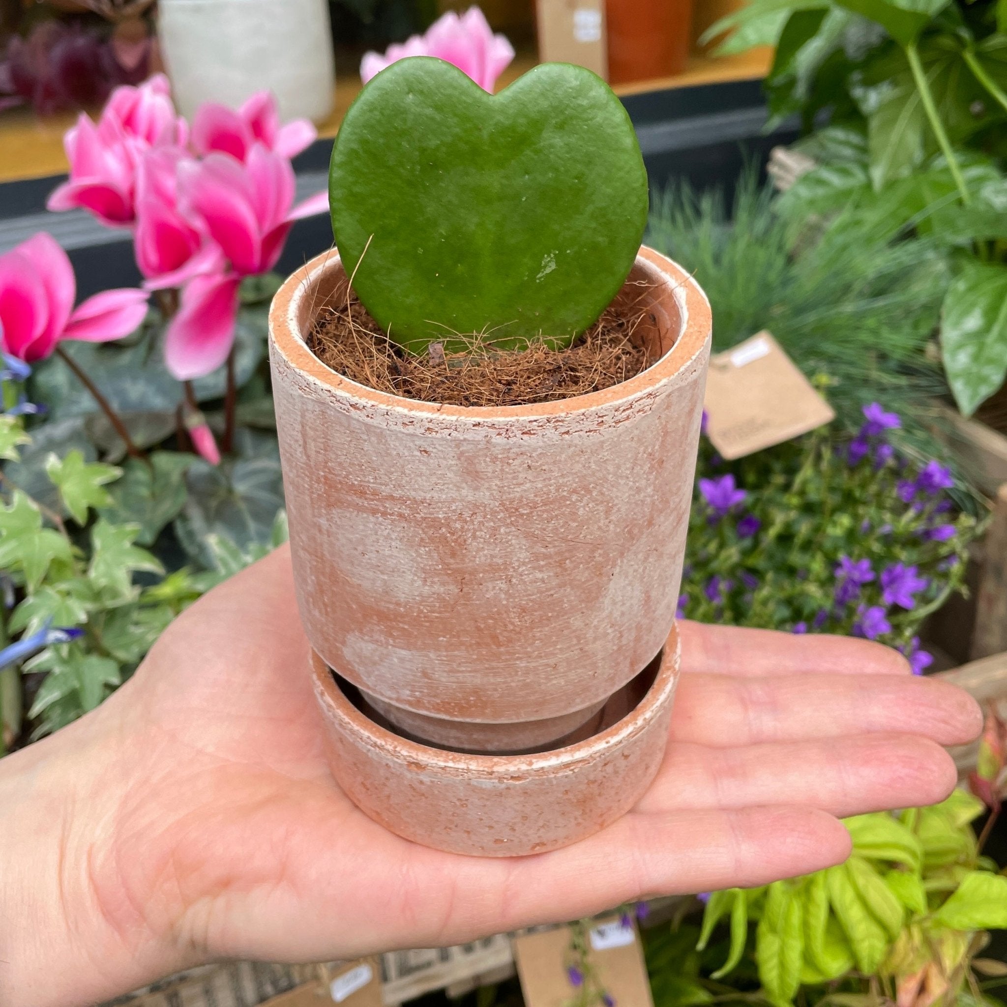 Hoya kerrii (Single Leaf) (7cm pot) - grow urban. UK
