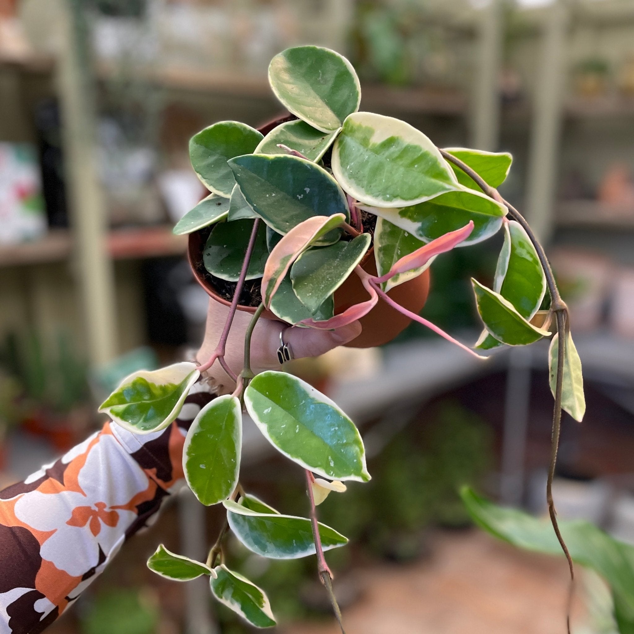 Hoya ‘Krimson Queen' (12cm pot) - grow urban. UK