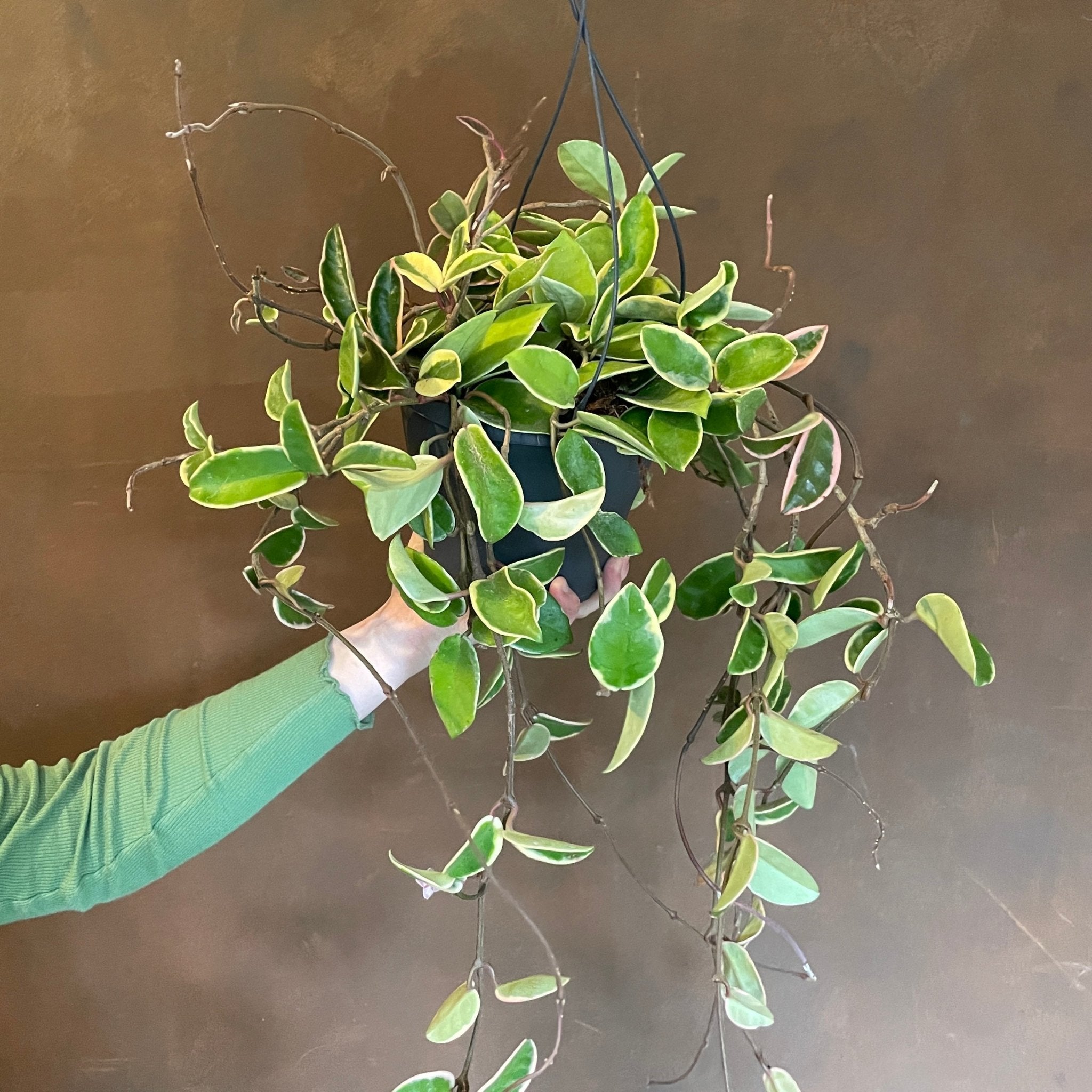 Hoya ‘Krimson Queen' (19cm hangpot) - grow urban. UK