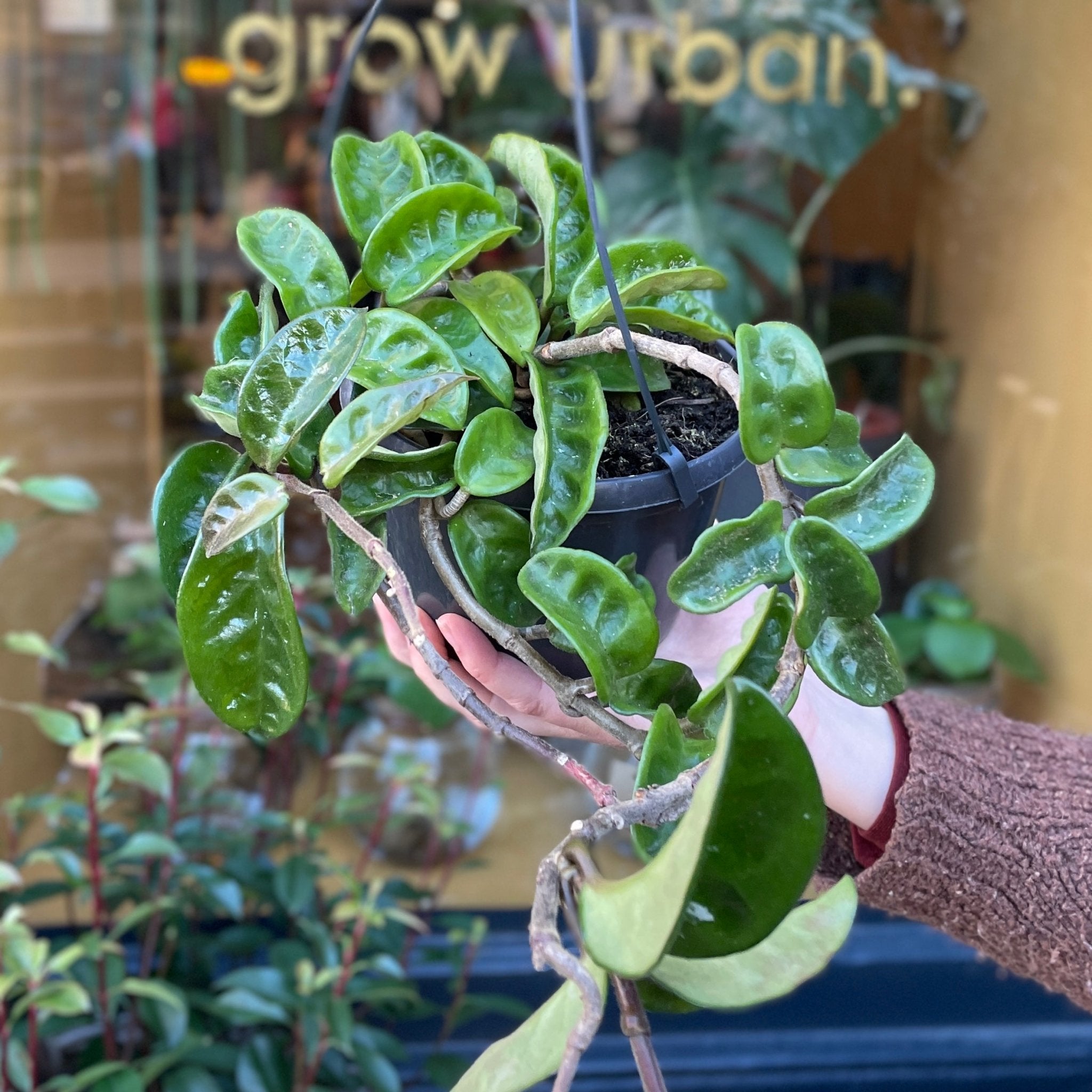 Hoya ‘Krinkle 8’ (15cm hangpot) - grow urban. UK