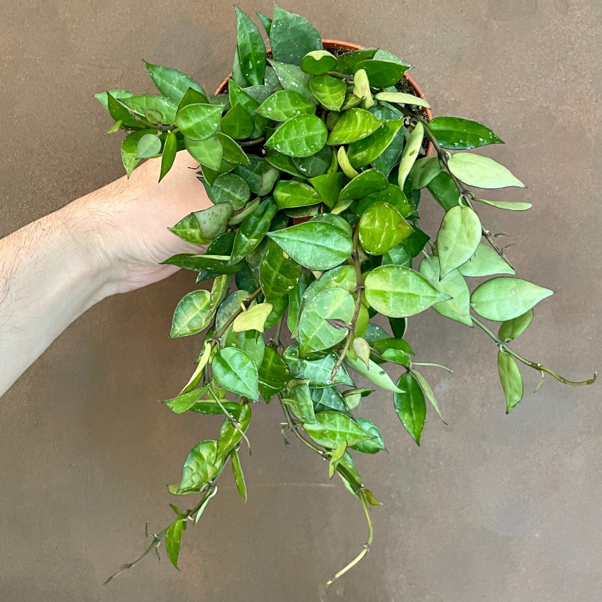 Hoya krohniana (12cm pot) - grow urban. UK