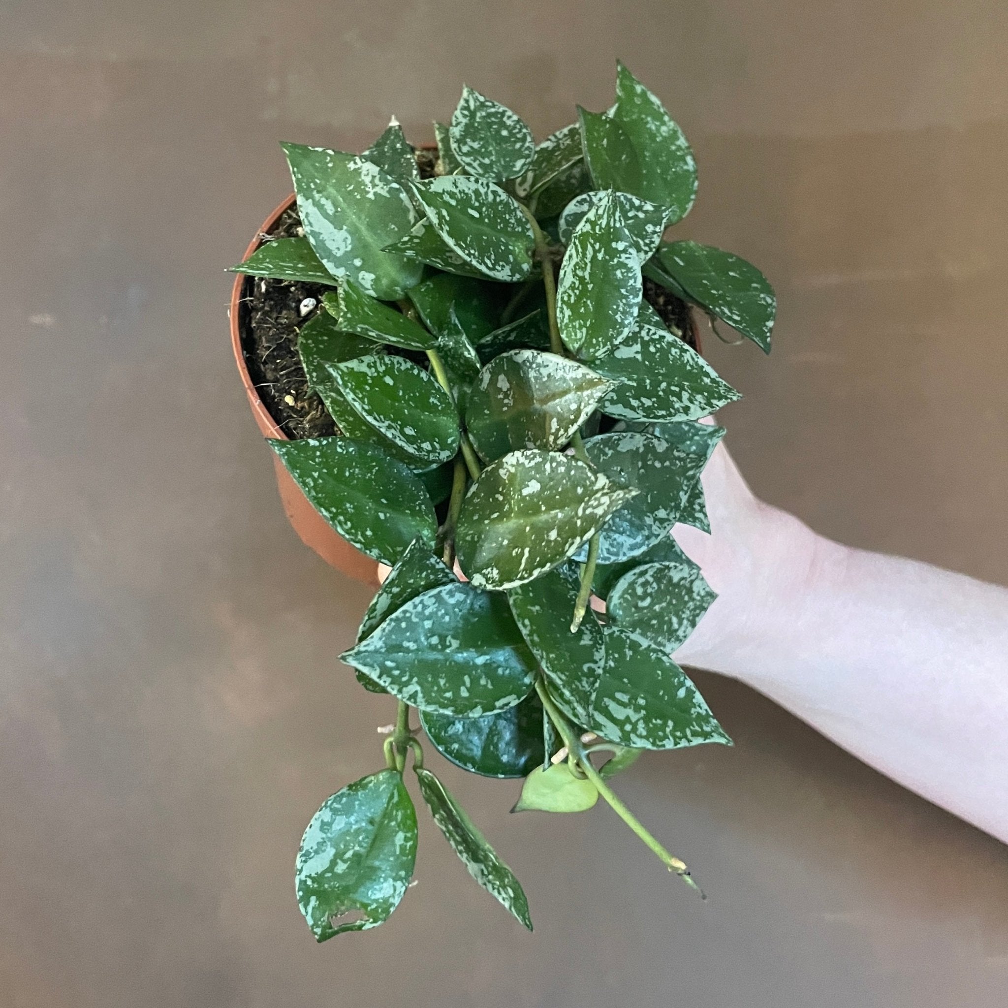Hoya Krohniana Silver Splash - In Succulent Love Hoya Krohniana Silver Splash - In Succulent Love
