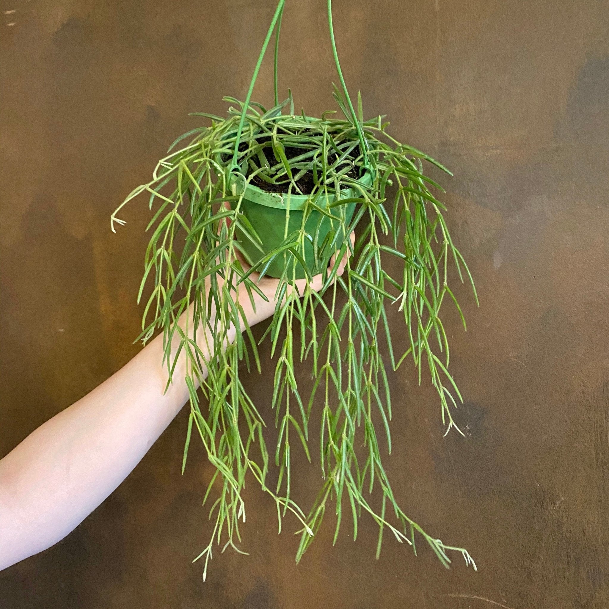 Hoya linearis (14cm hangpot) - grow urban. UK