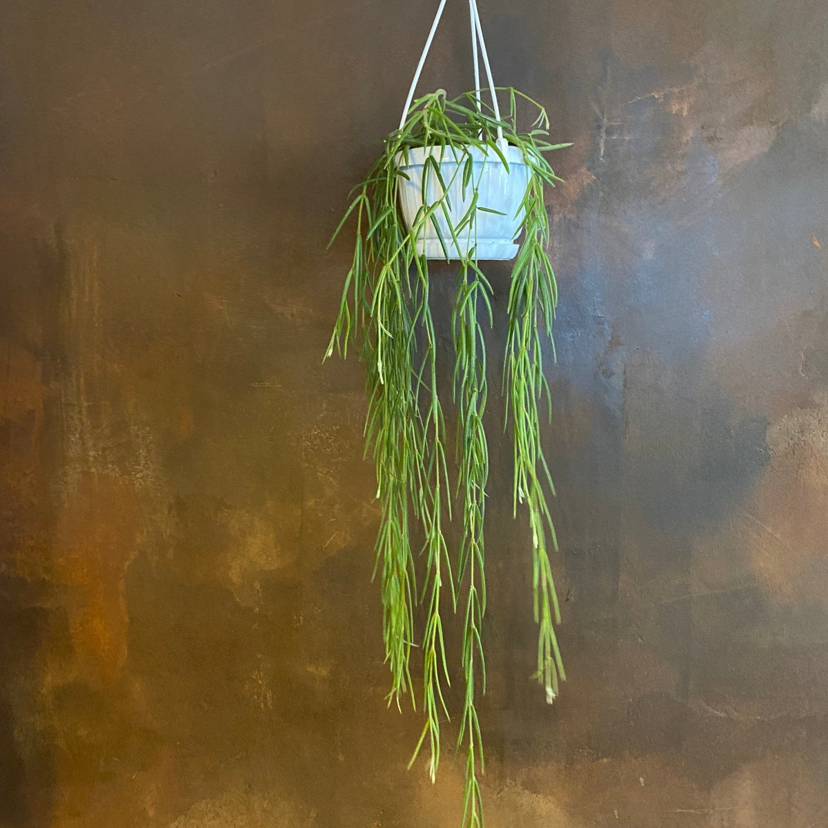 Hoya linearis – Trailing Porcelain Flower (12cm hangpot) – grow urban.