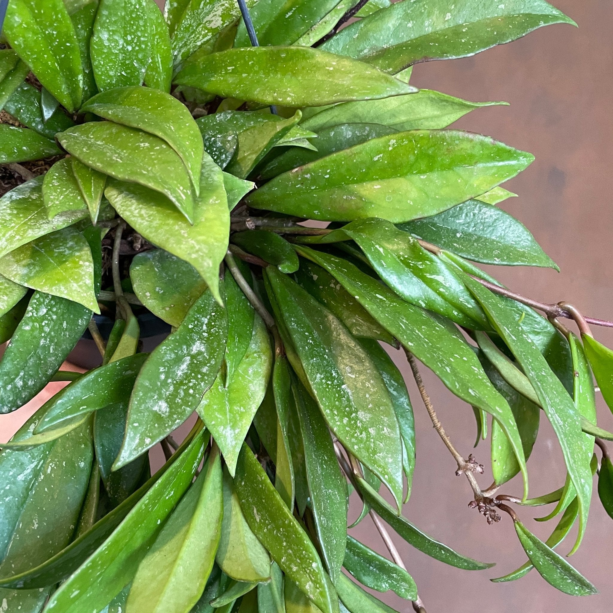 Hoya pubicalyx (19cm hangpot) - grow urban. UK