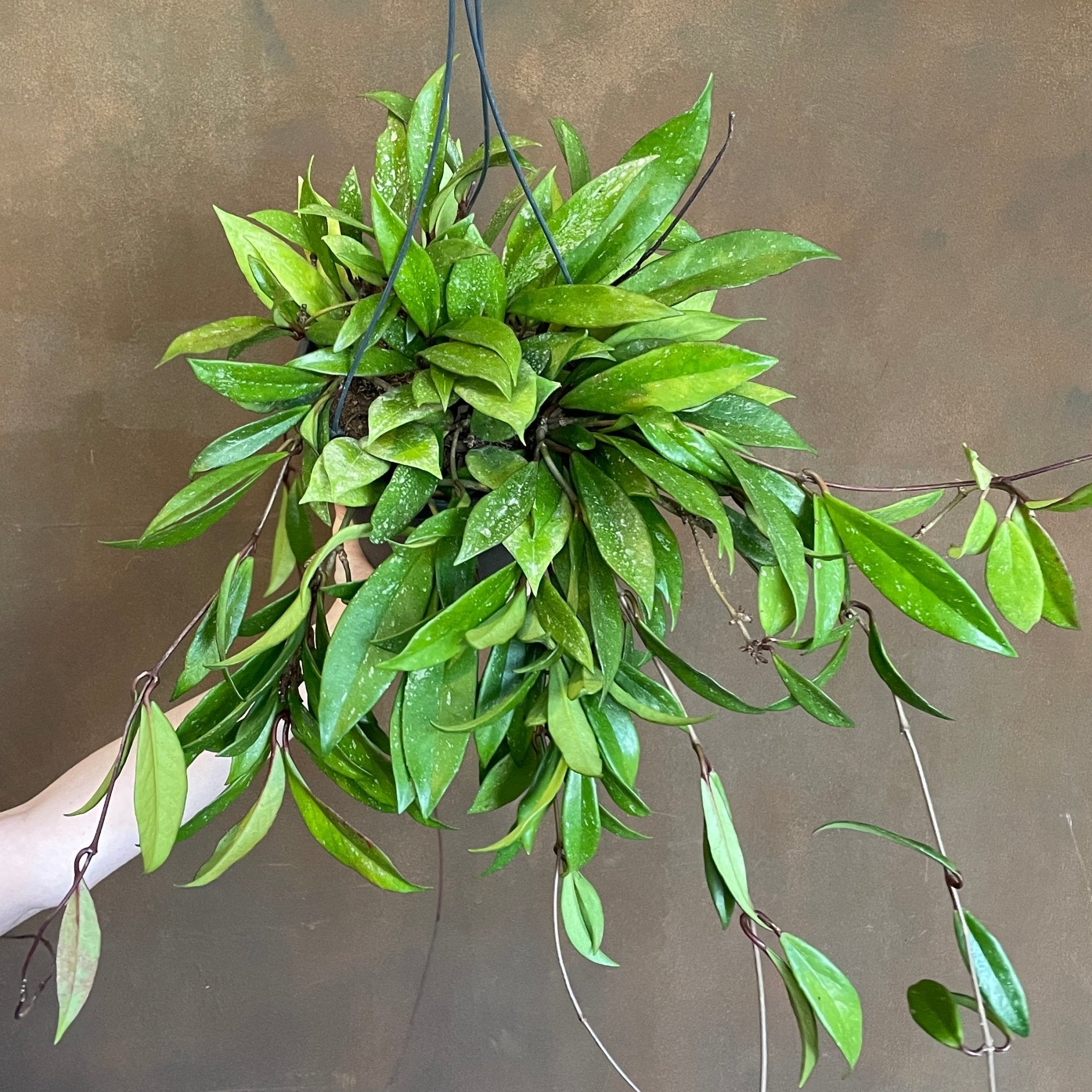 Hoya pubicalyx (19cm hangpot) - grow urban. UK