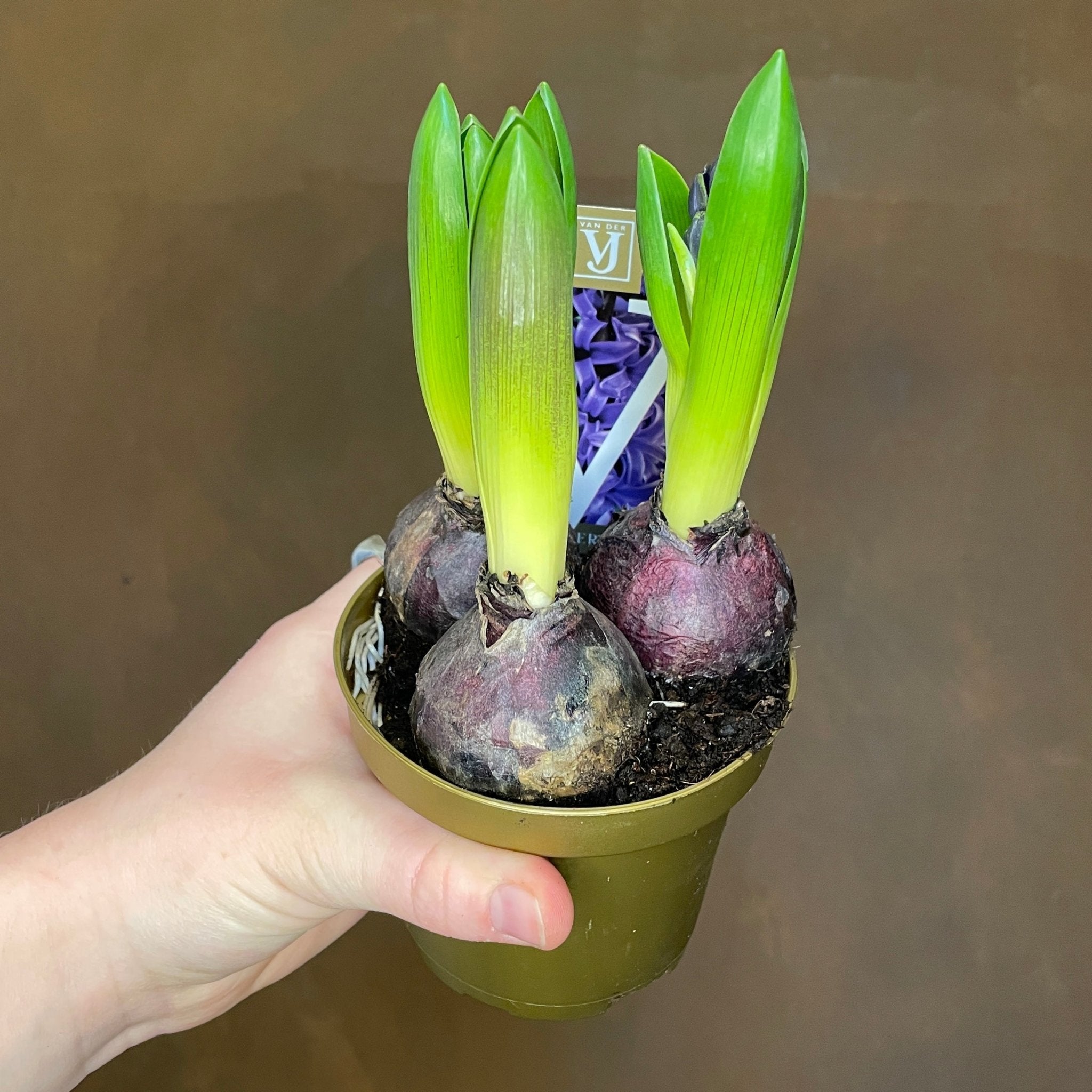 Hyacinthus orientalis - grow urban. UK