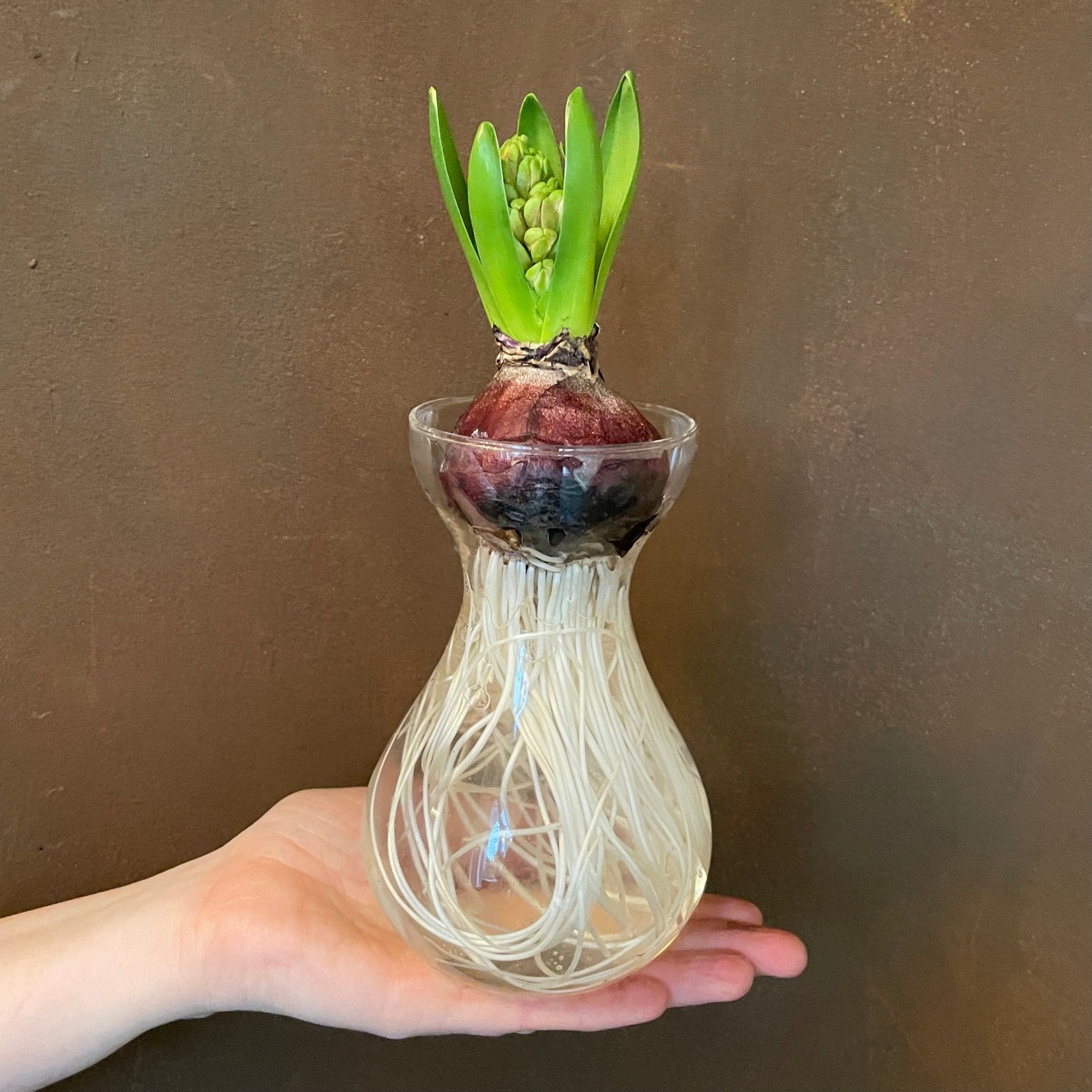 Hyacinthus orientalis (in Glass Vase) - grow urban. UK