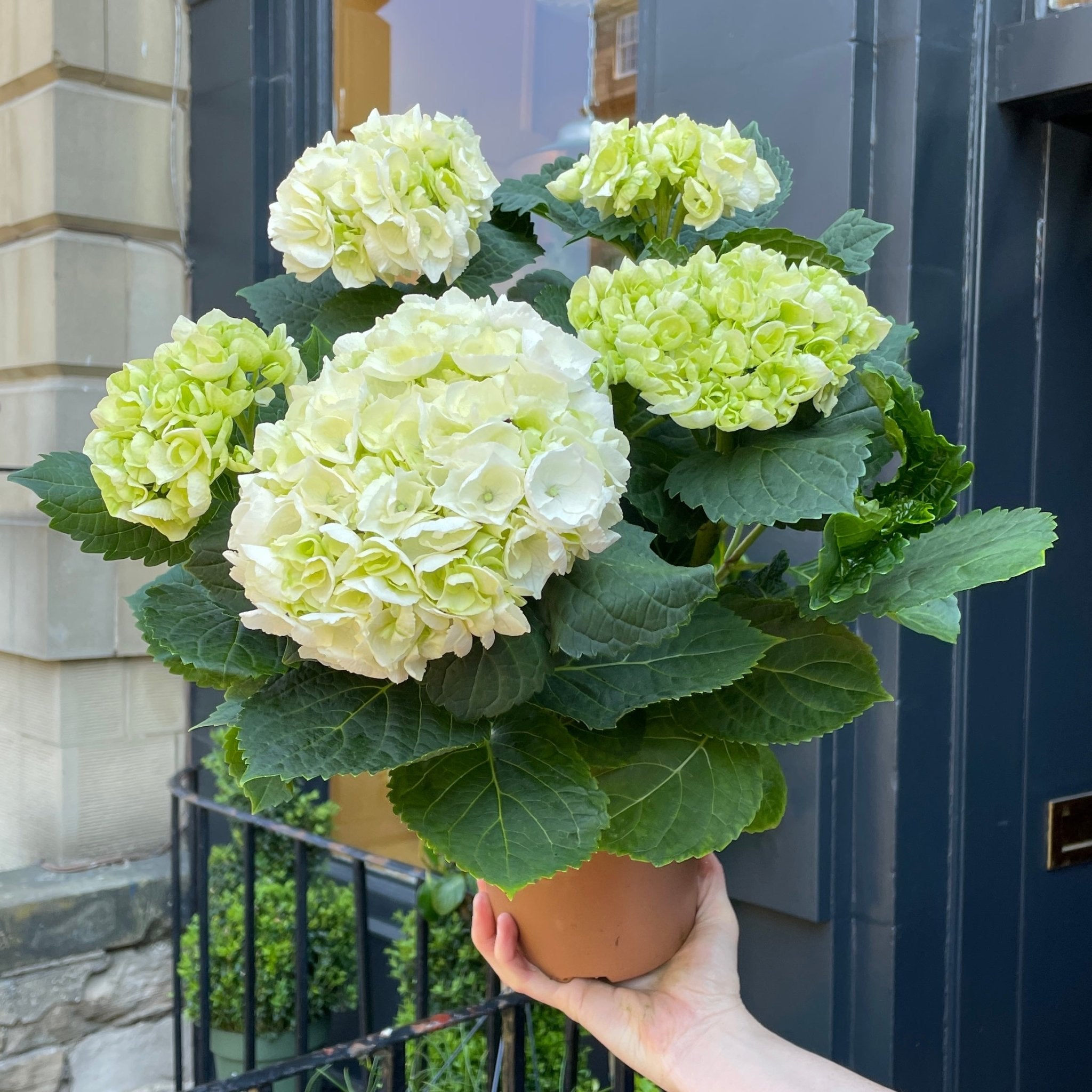 Hydrangea 'Crystal Palace' - grow urban. UK