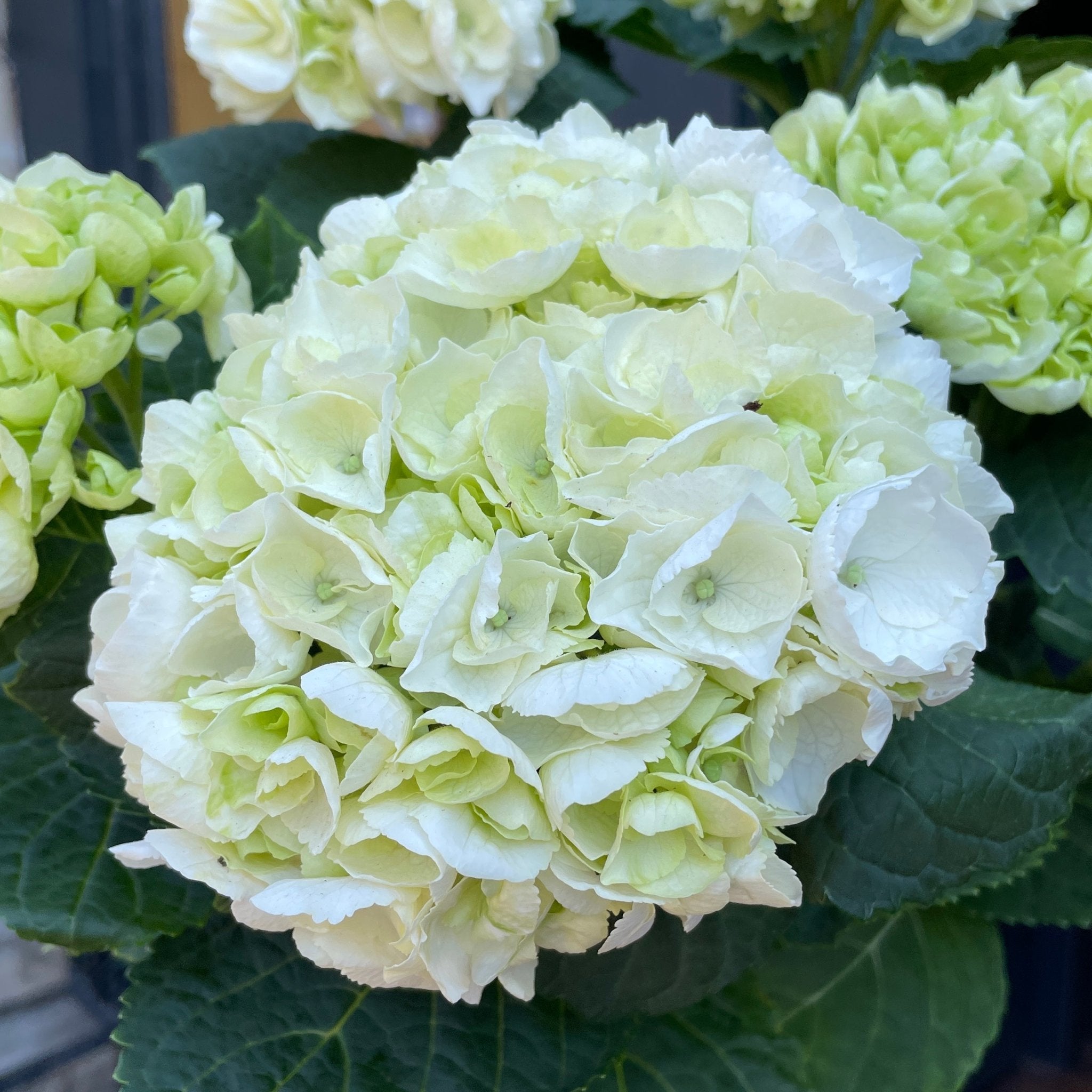 Hydrangea 'Crystal Palace' - grow urban. UK