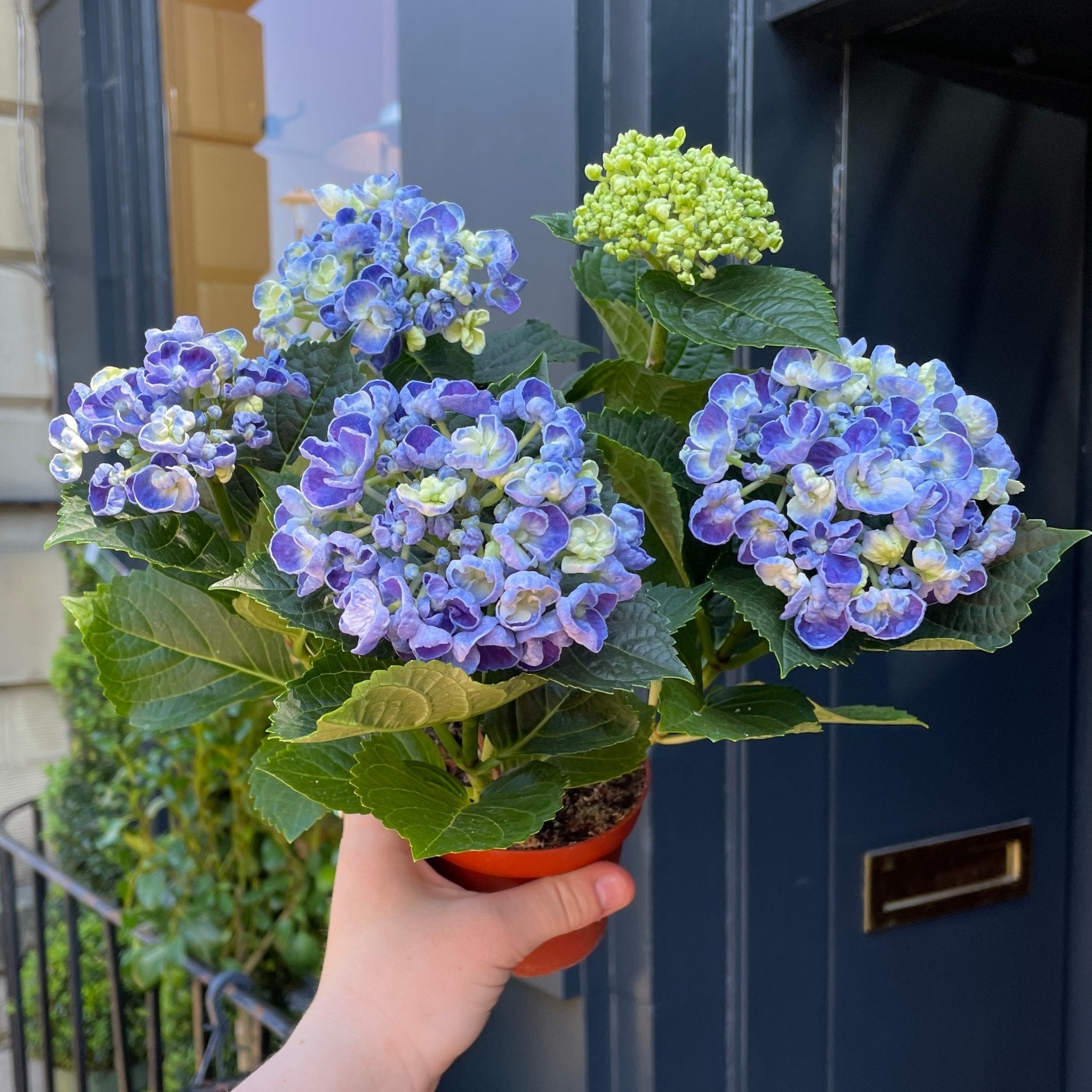 Hydrangea 'Curly Wurly Blue' - grow urban. UK