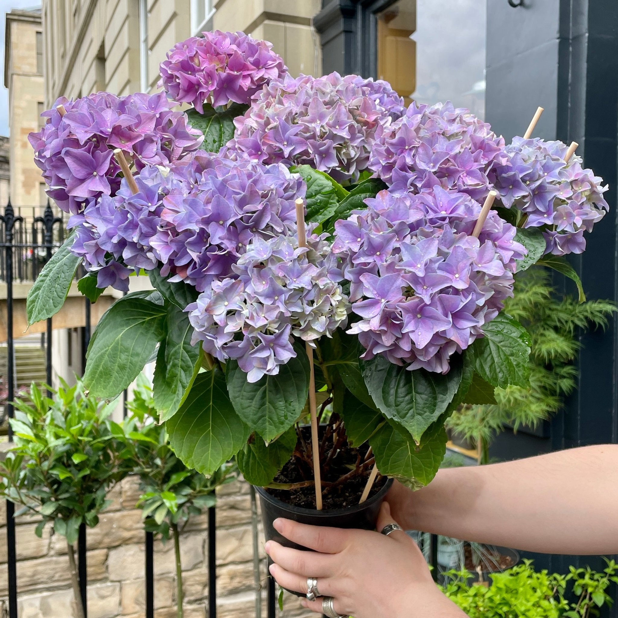 Hydrangea 'Hobergine Purple' - grow urban. UK