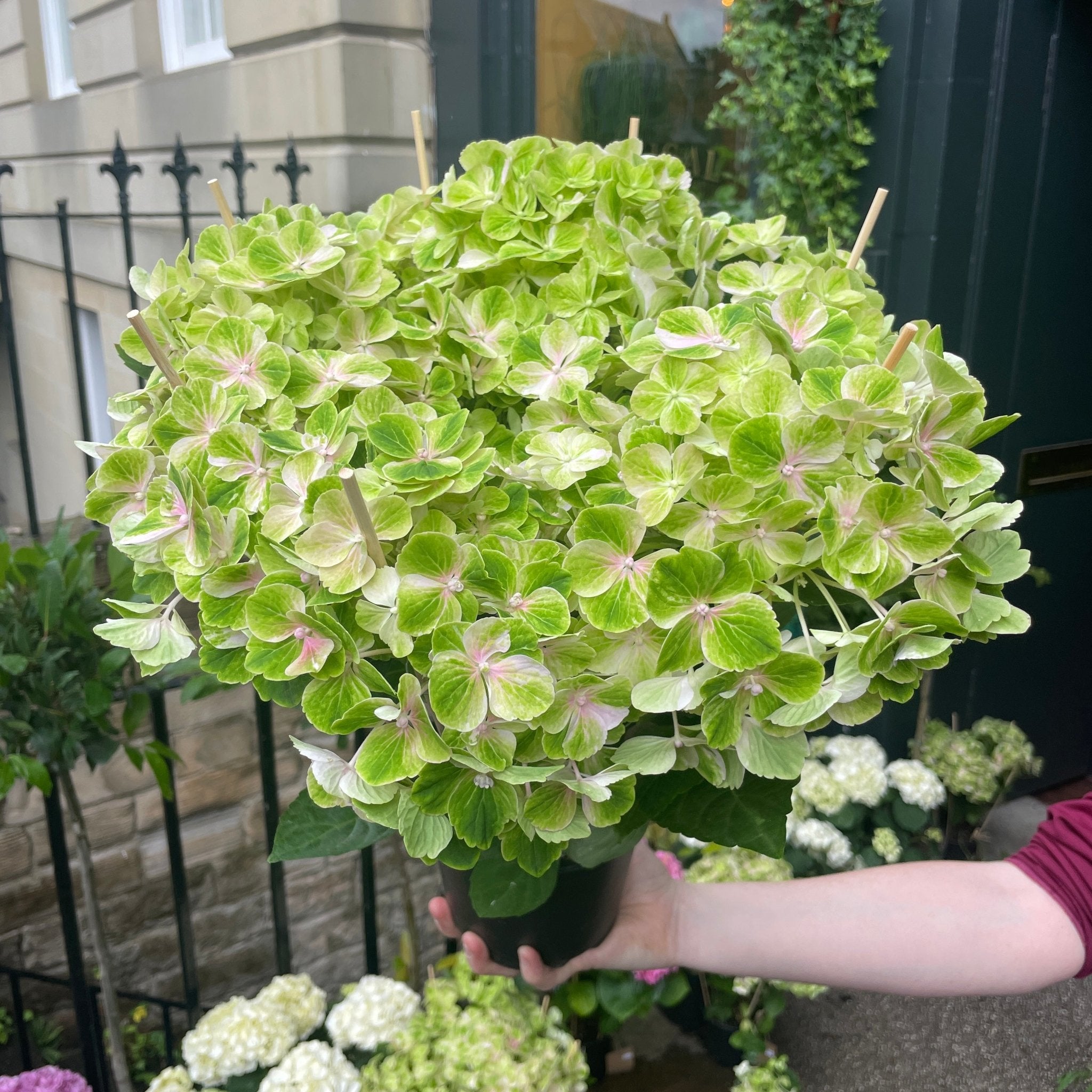 Hydrangea 'Summer Green' - grow urban. UK