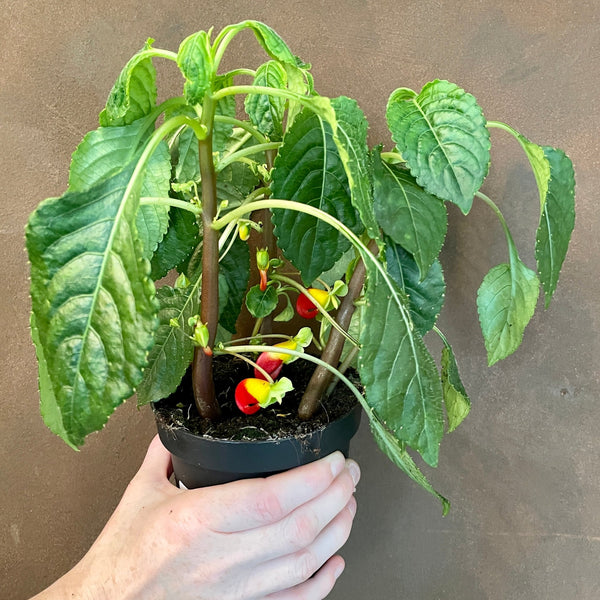 parrot plant indoor care Impatiens niamniamensis [Parrot Plant]