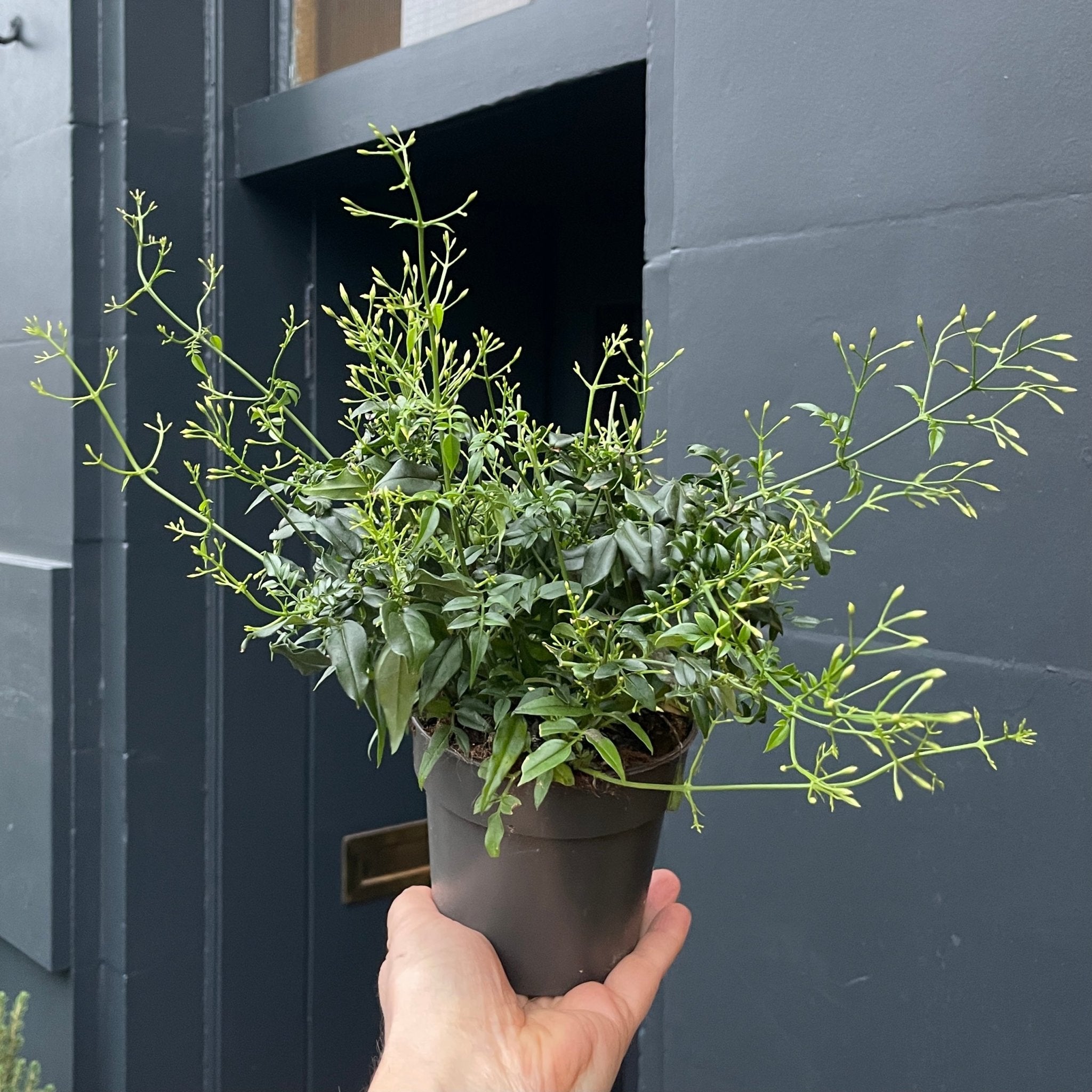 Jasminum polyanthum - grow urban. UK